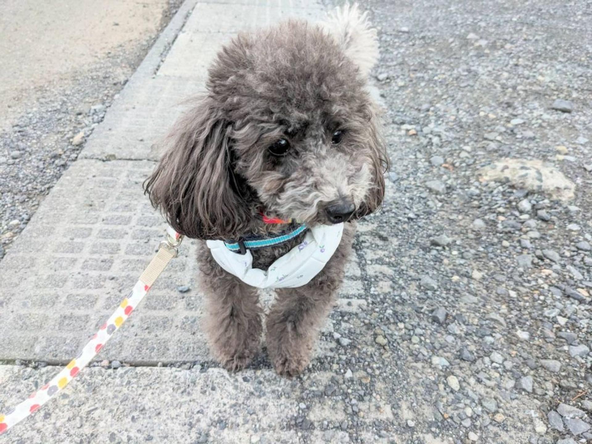 pet-image-2