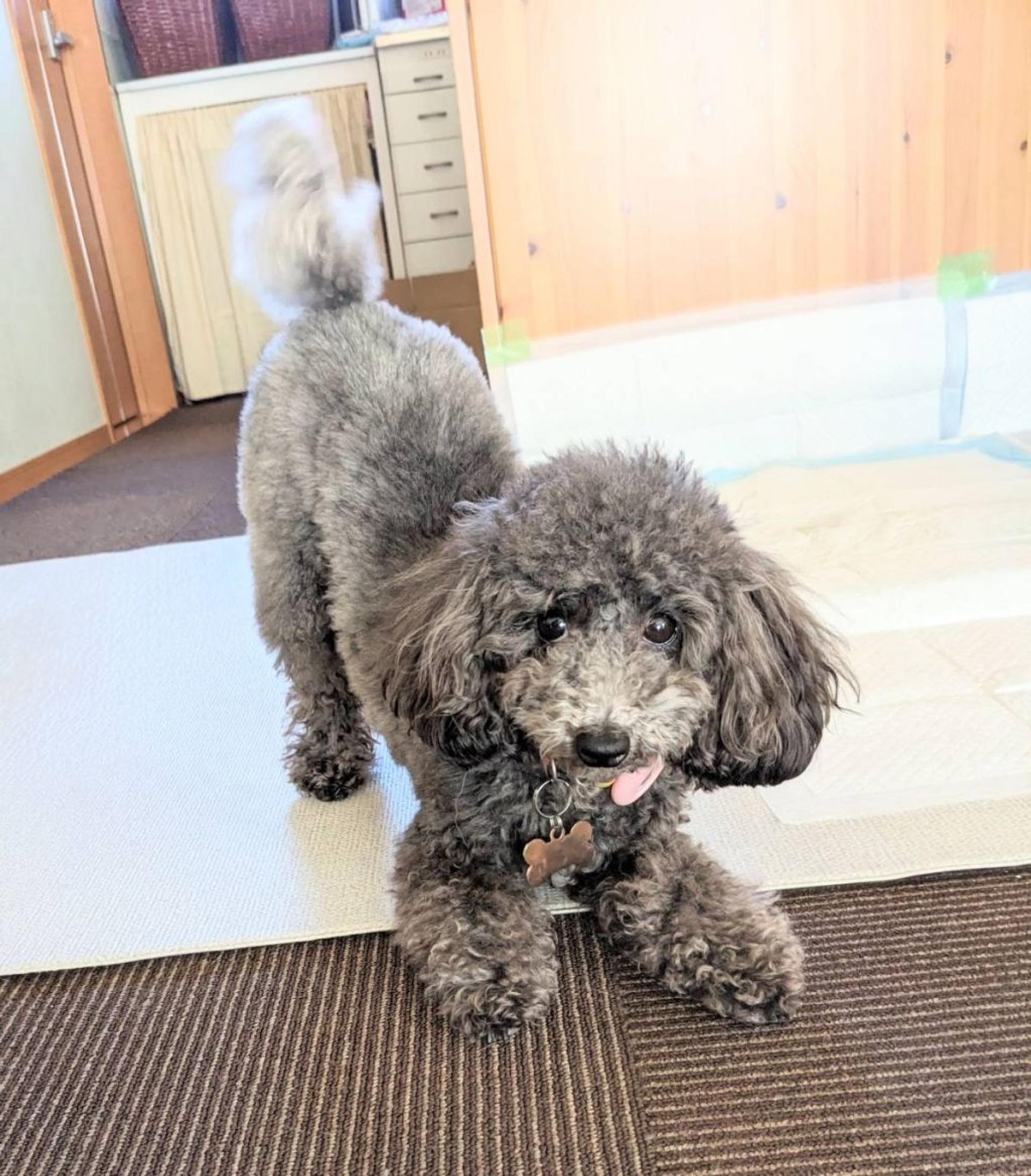 pet-image-7