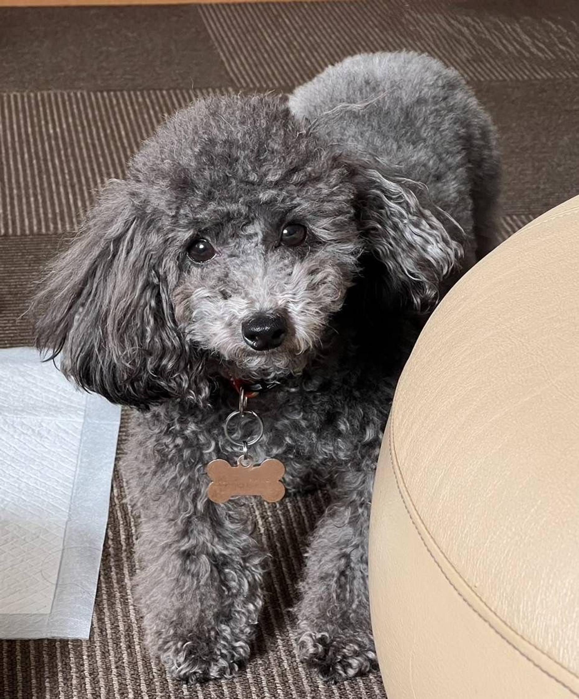 pet-image-8