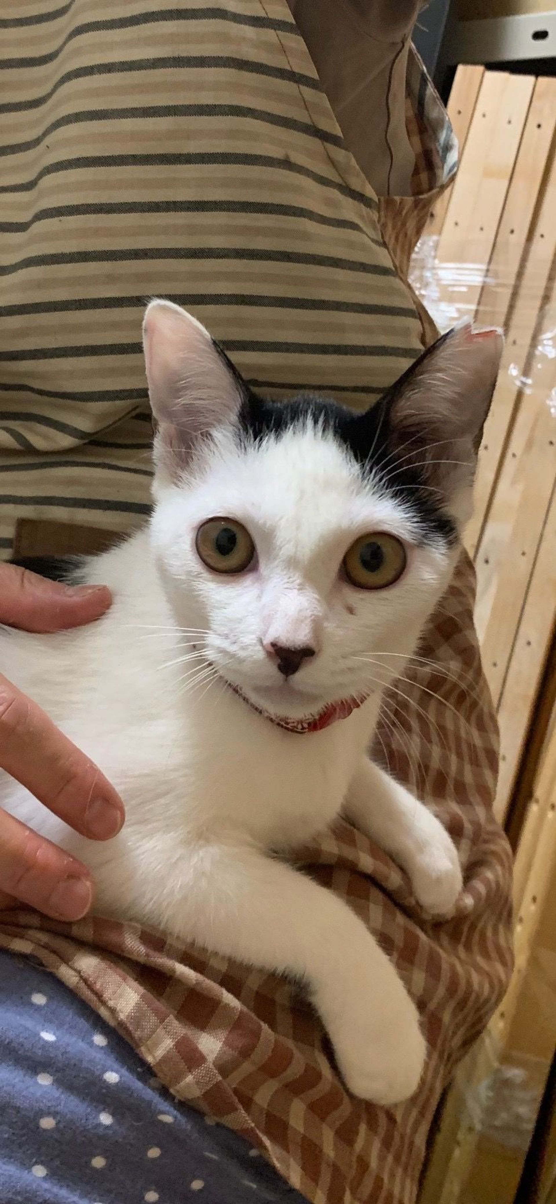 雑種（ミックス猫）・メスの里親募集の写真