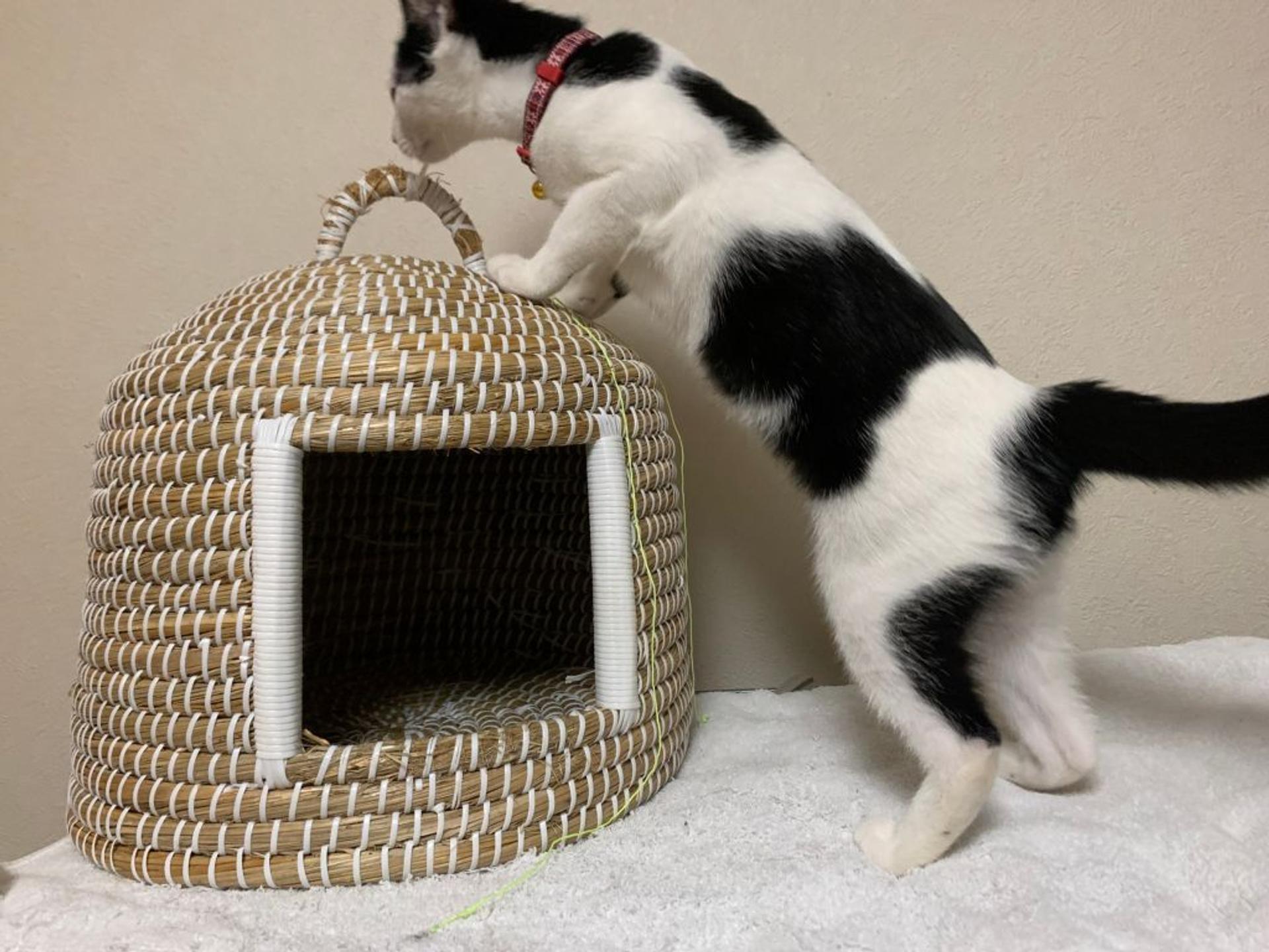 pet-image-3