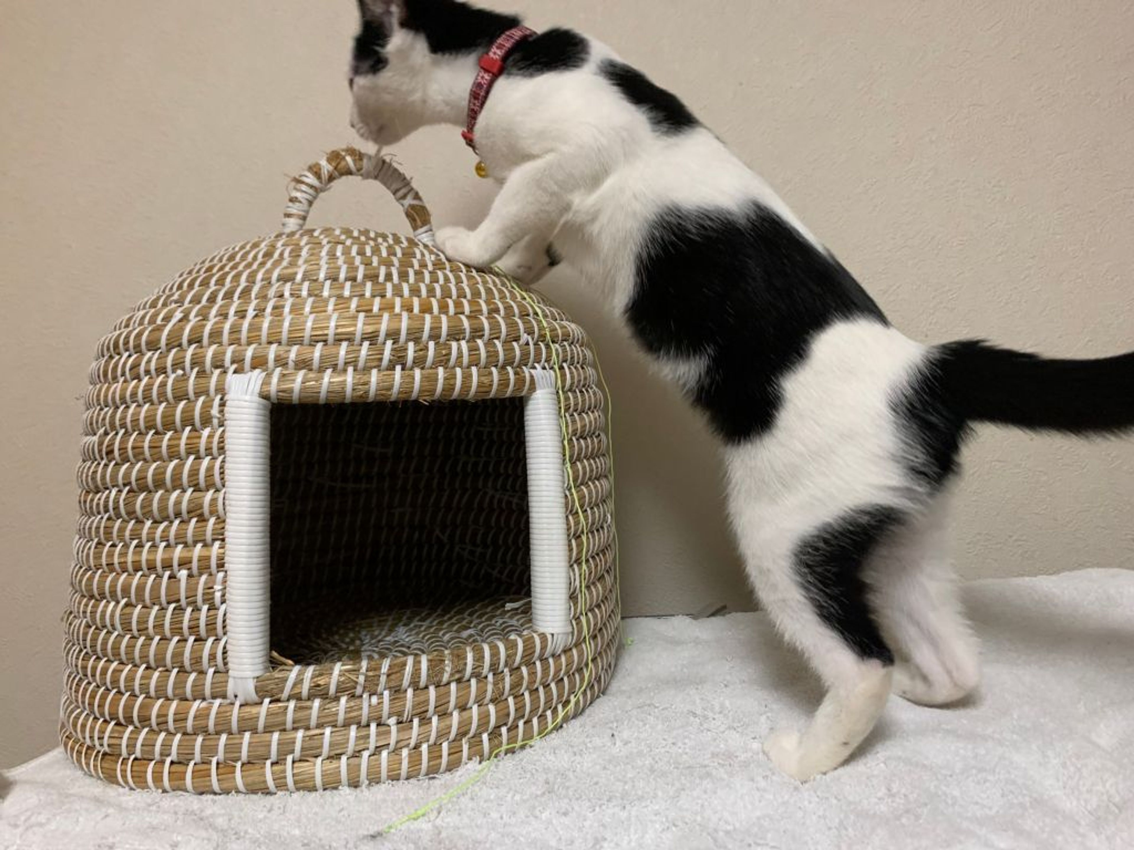 pet-image-3