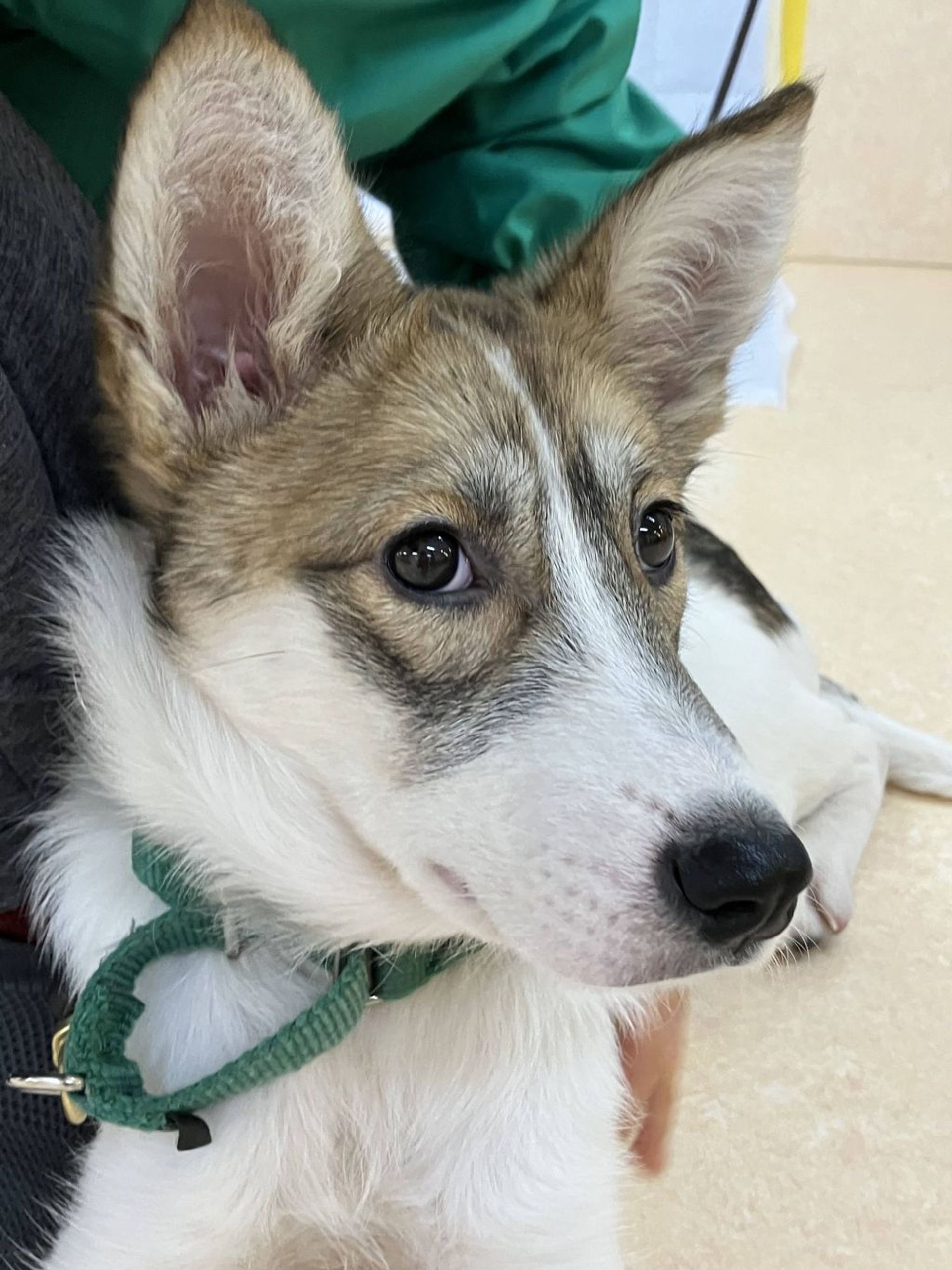 雑種（ミックス犬）・メスの里親募集の写真
