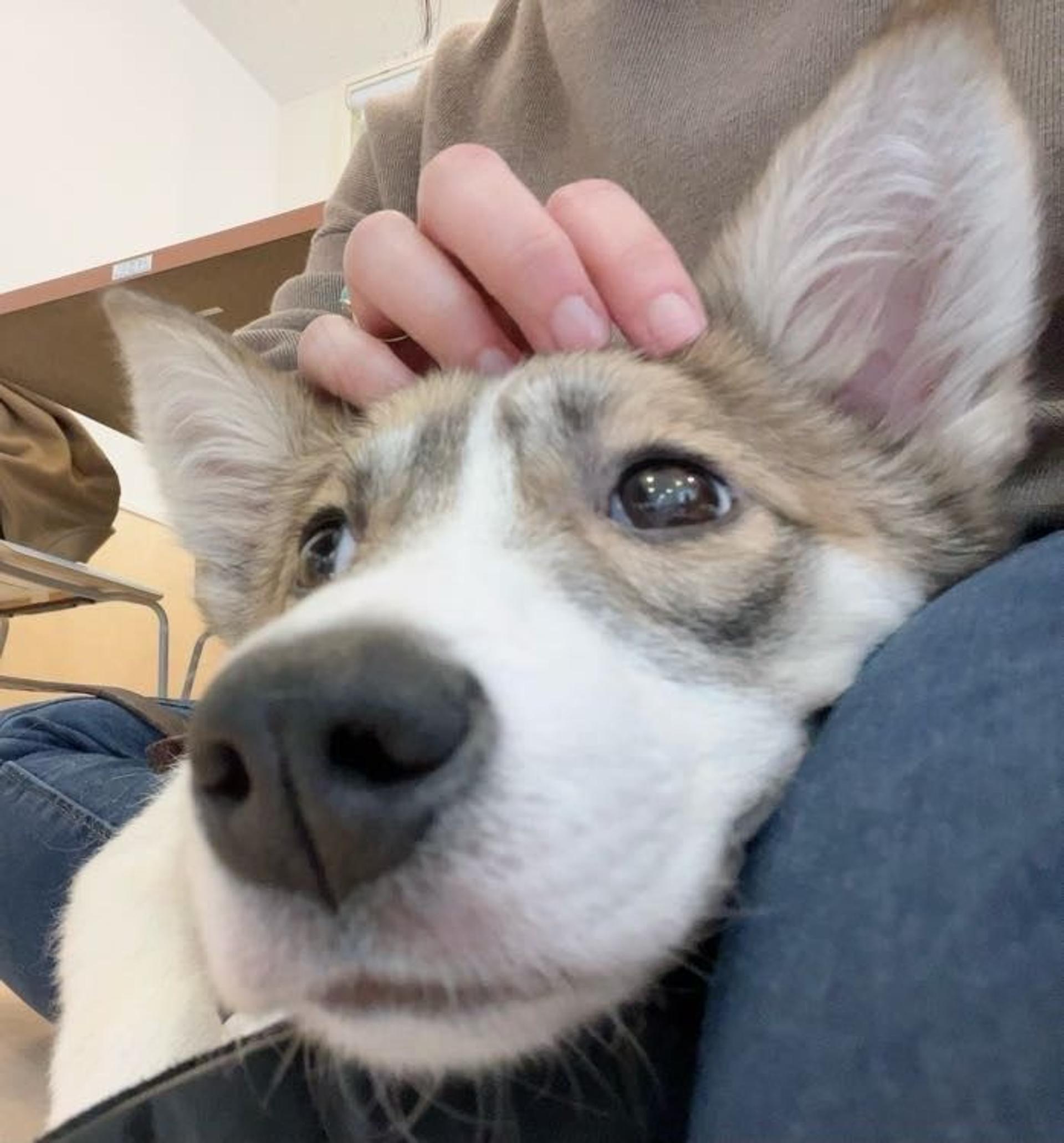 pet-image-3