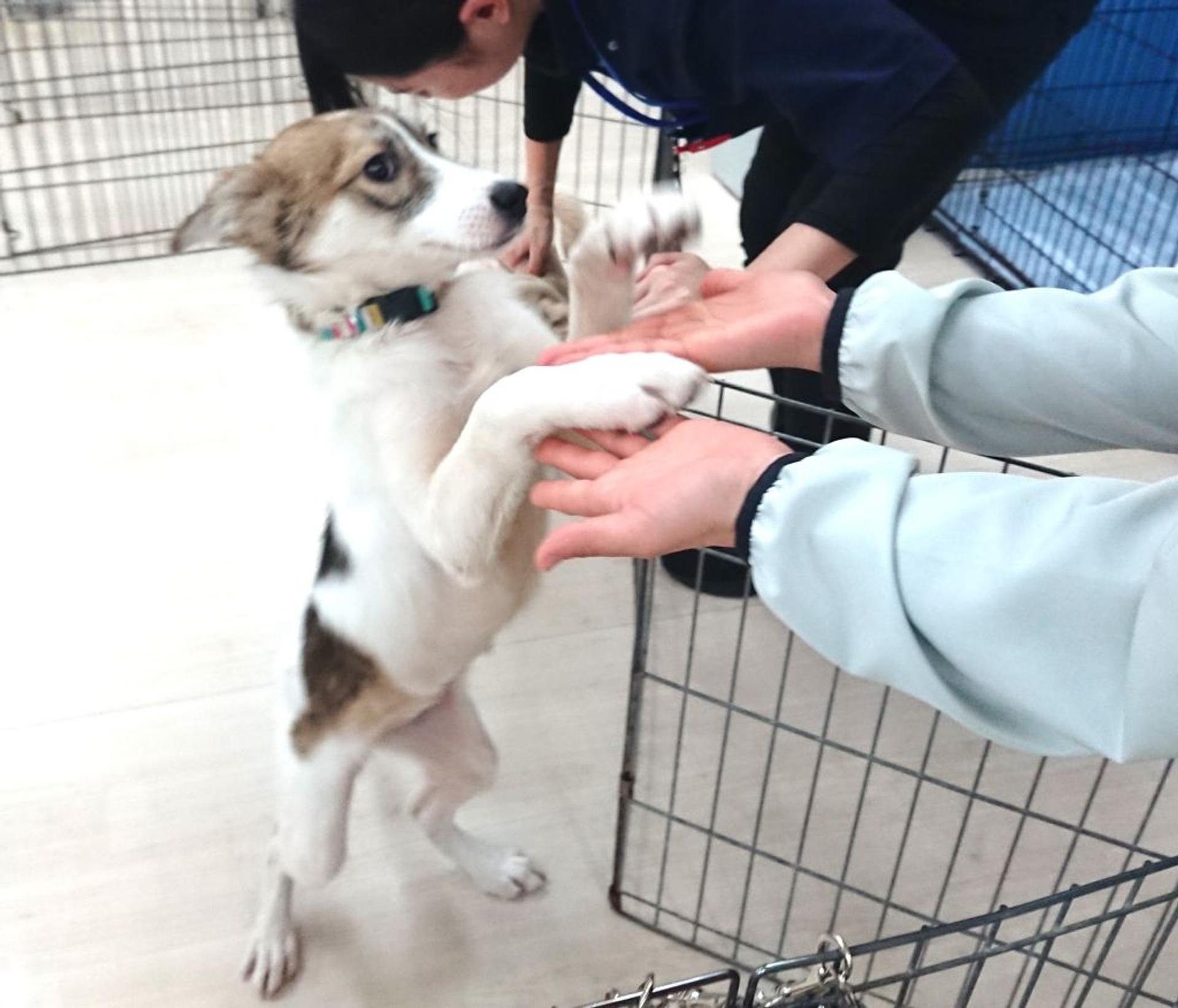 pet-image-4