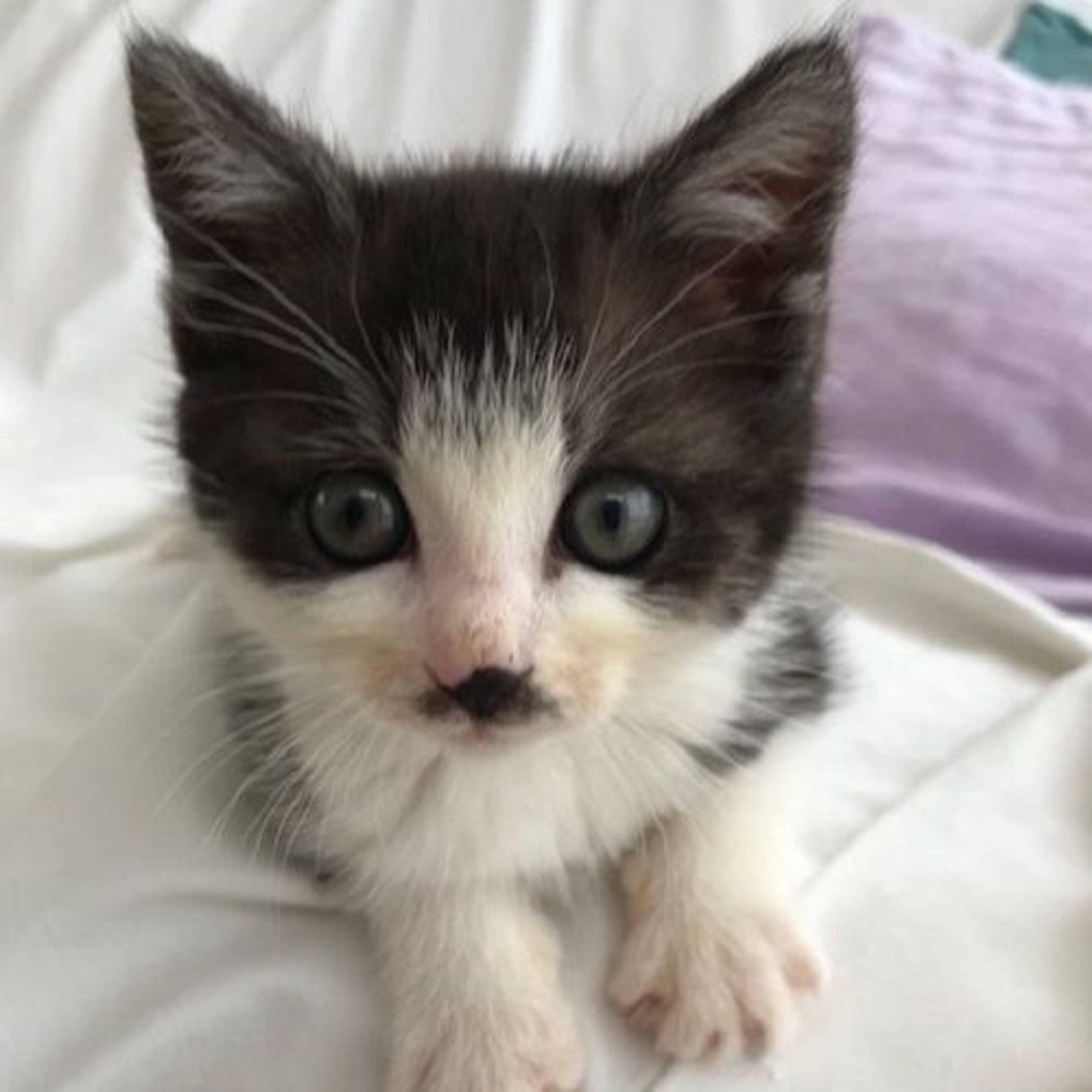 雑種（ミックス猫）・メスの里親募集の写真