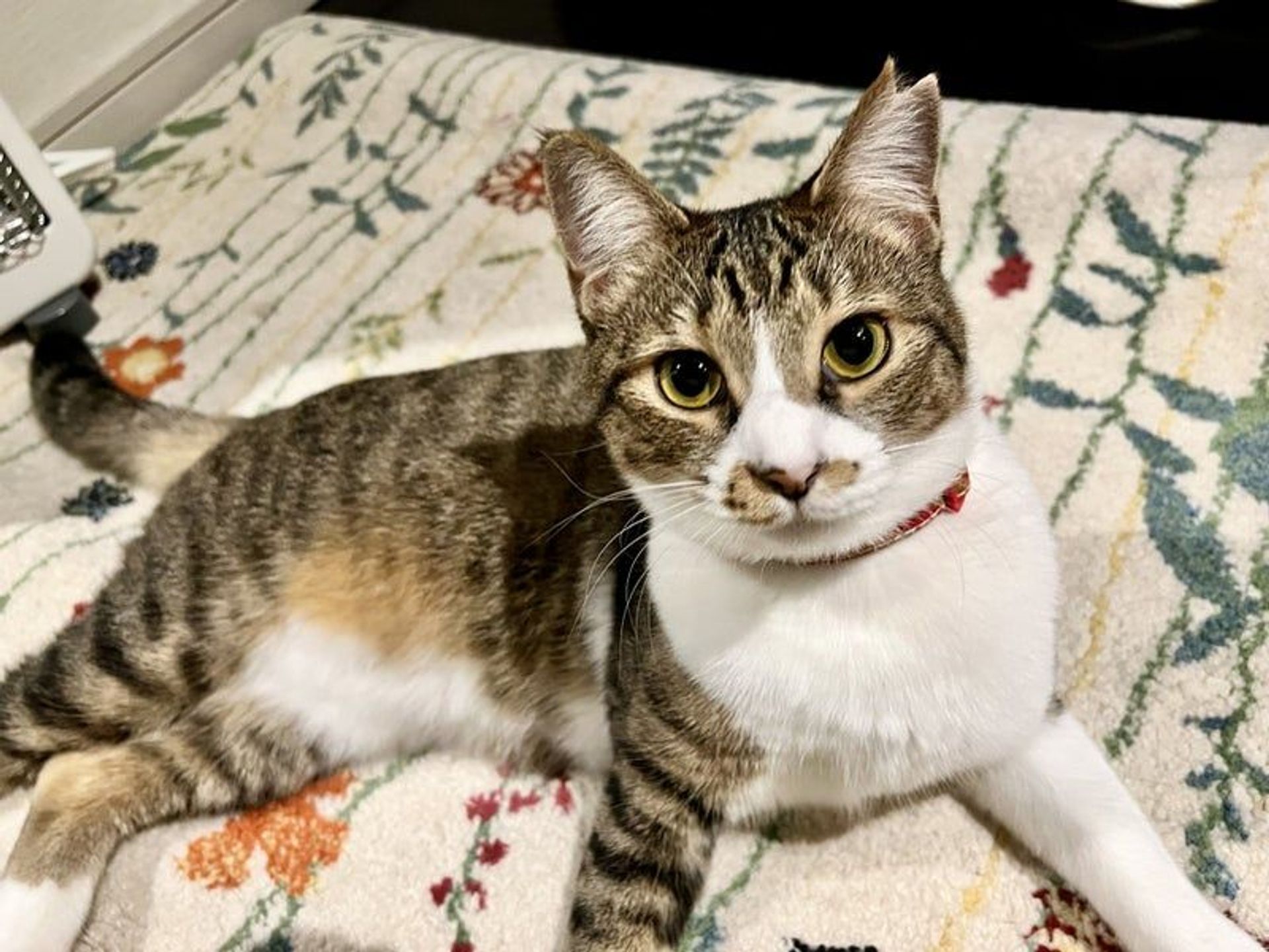 雑種（ミックス猫）・メスの里親募集の写真