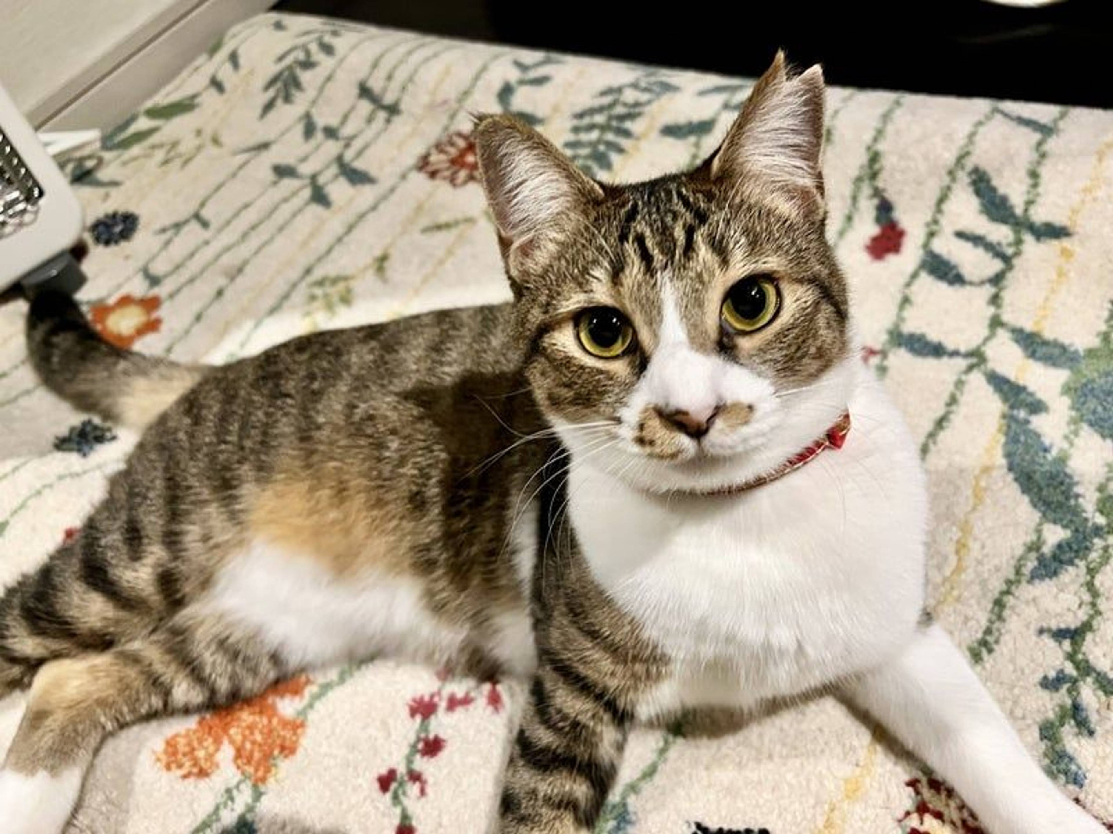 雑種（ミックス猫）・メスの里親募集の写真