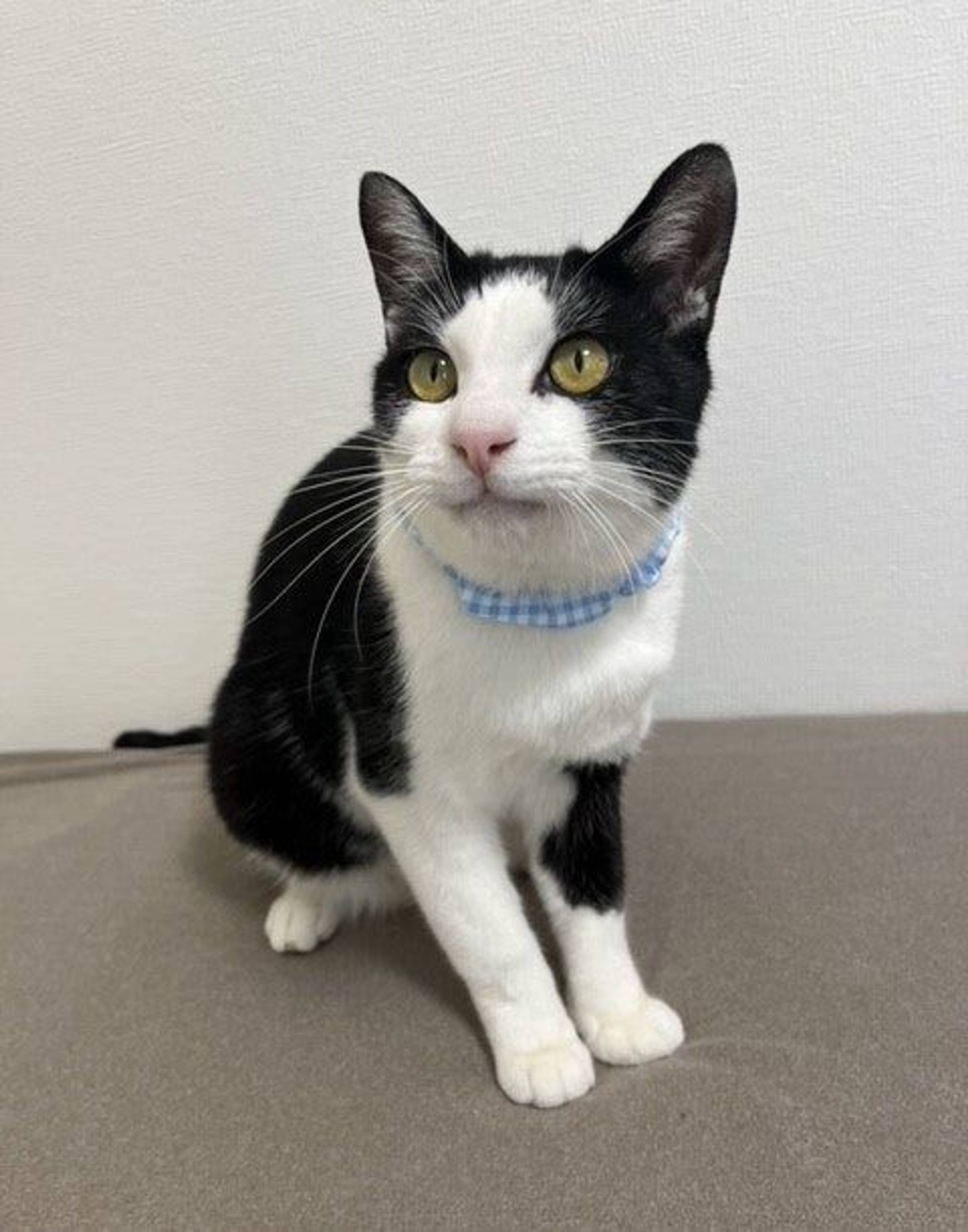 雑種（ミックス猫）・オスの里親募集の写真