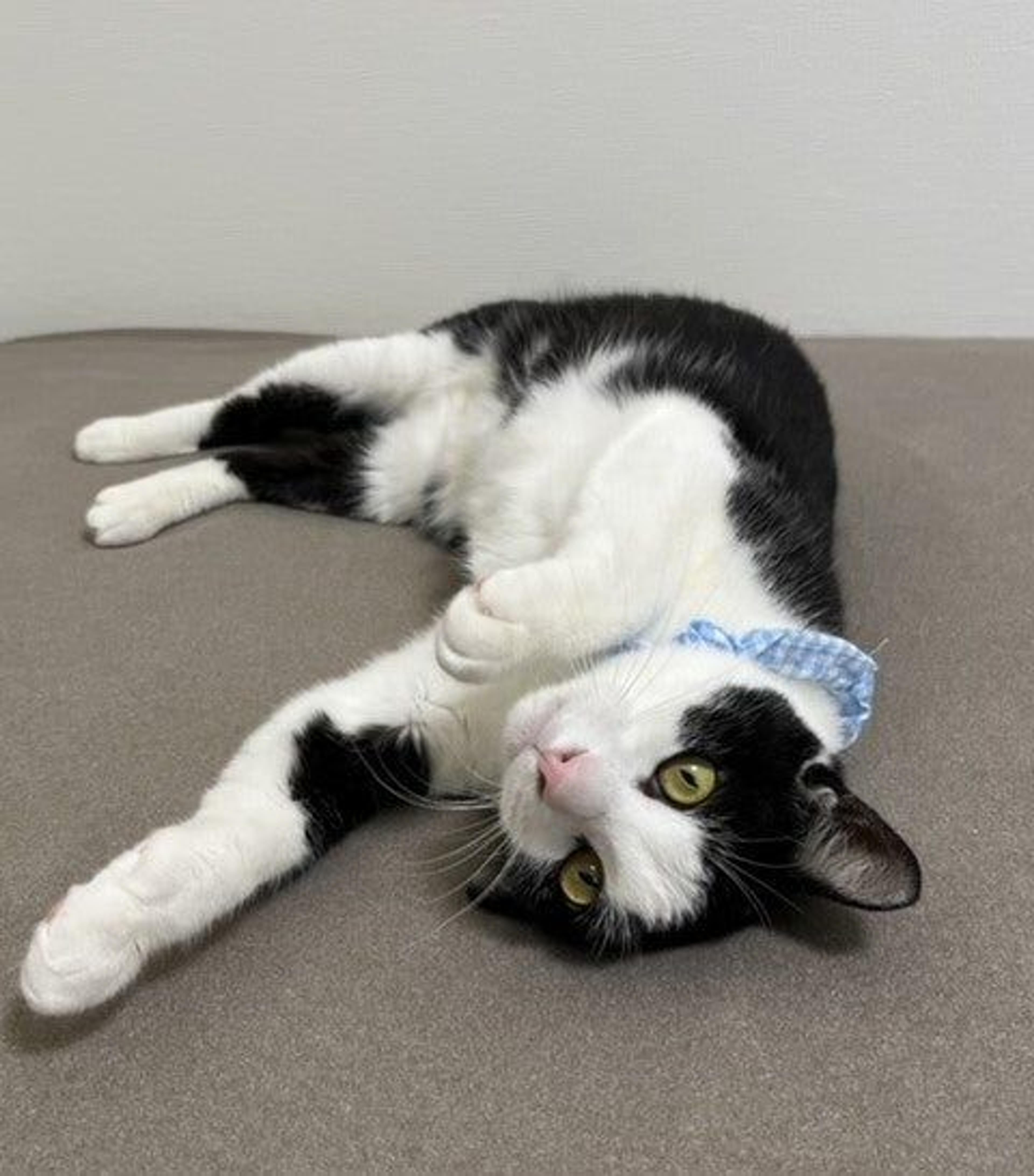 pet-image-2