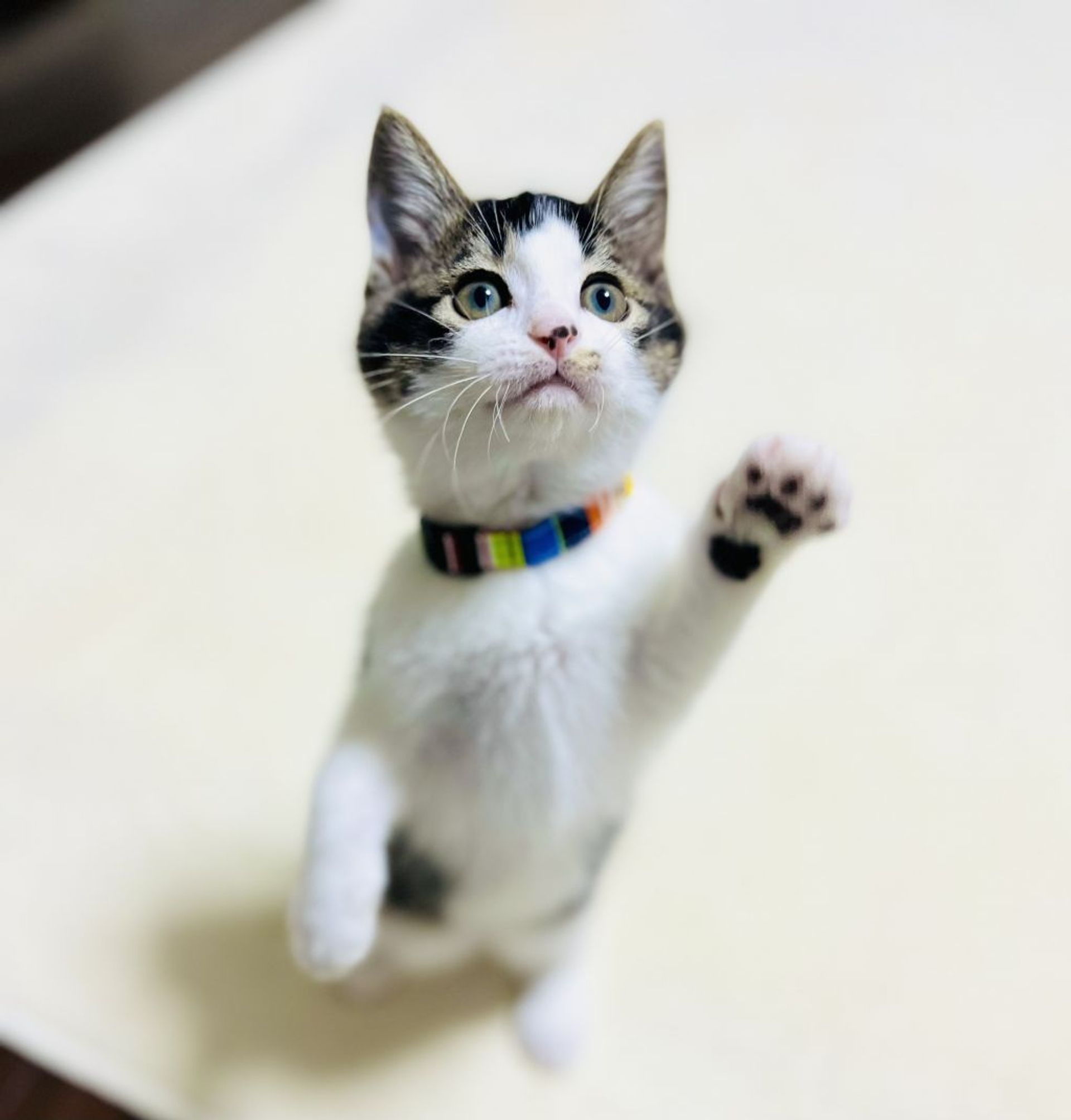 雑種（ミックス猫）・オスの里親募集の写真
