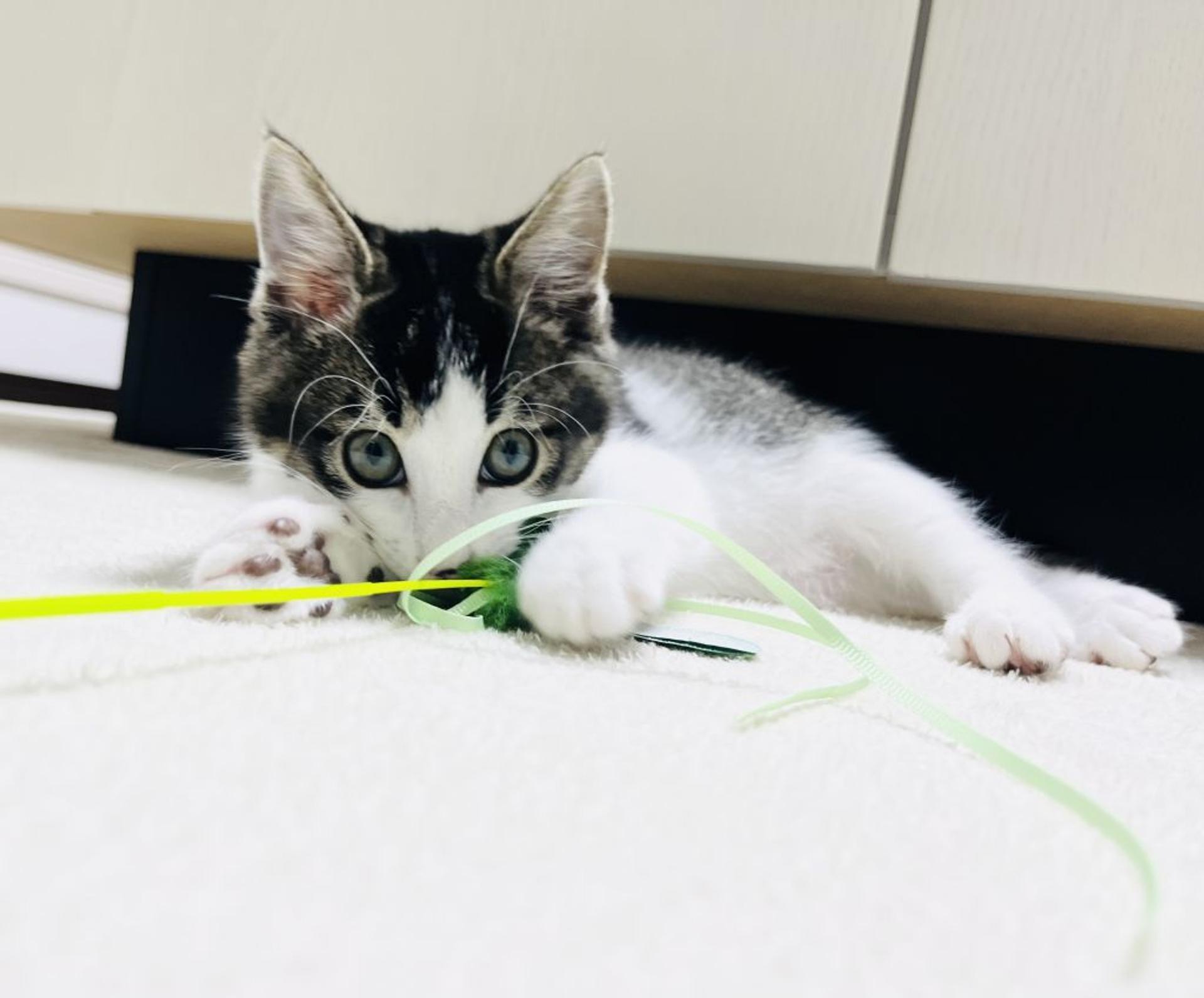 pet-image-2