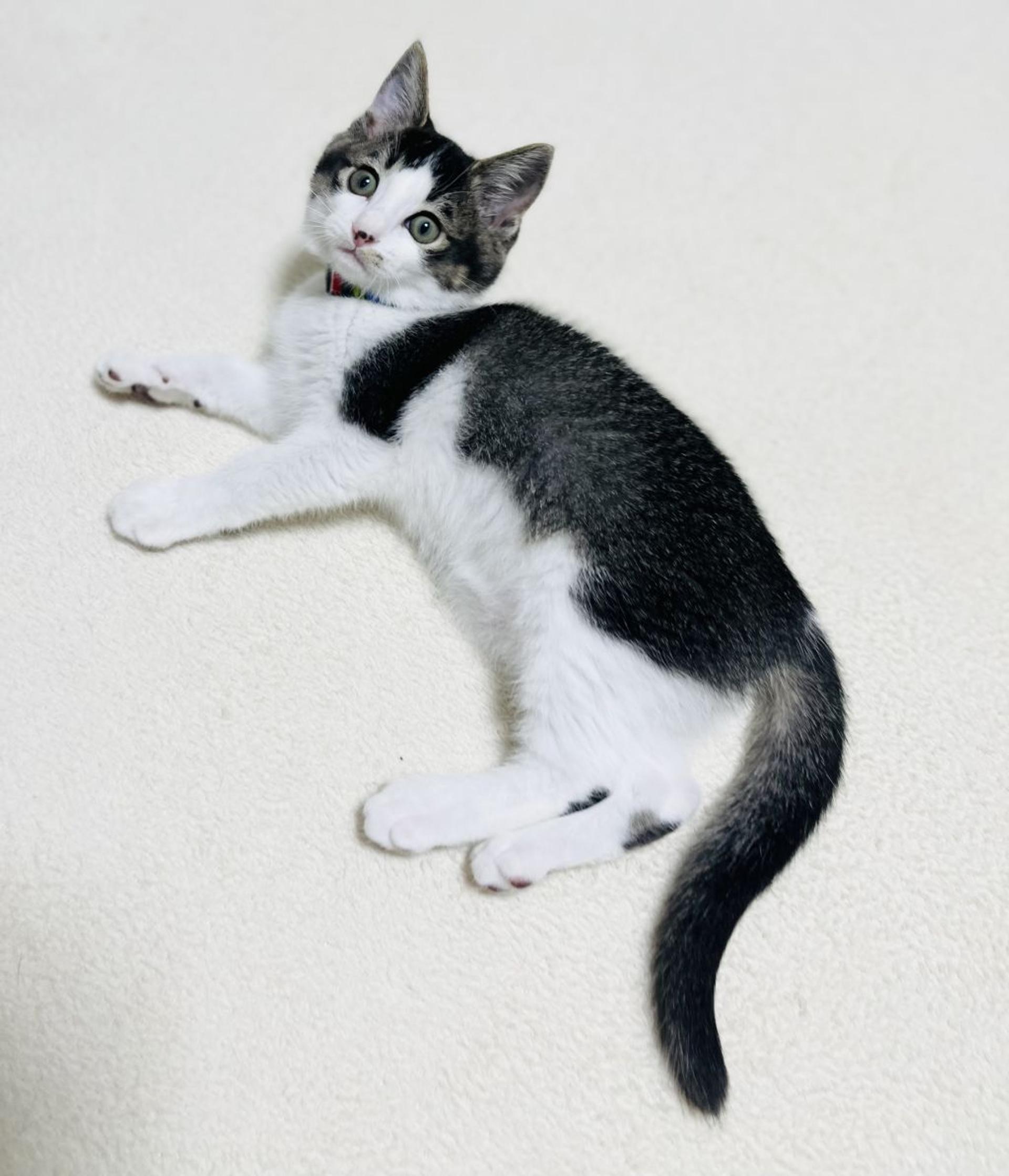 pet-image-3