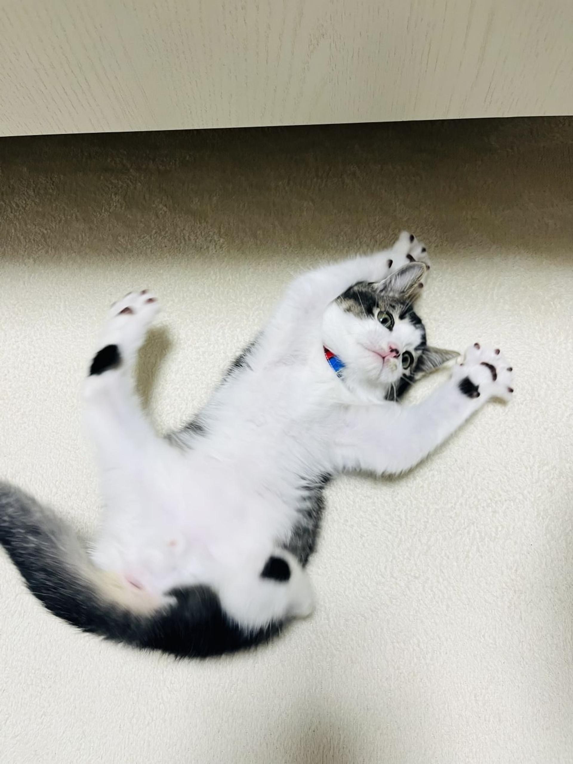 pet-image-4