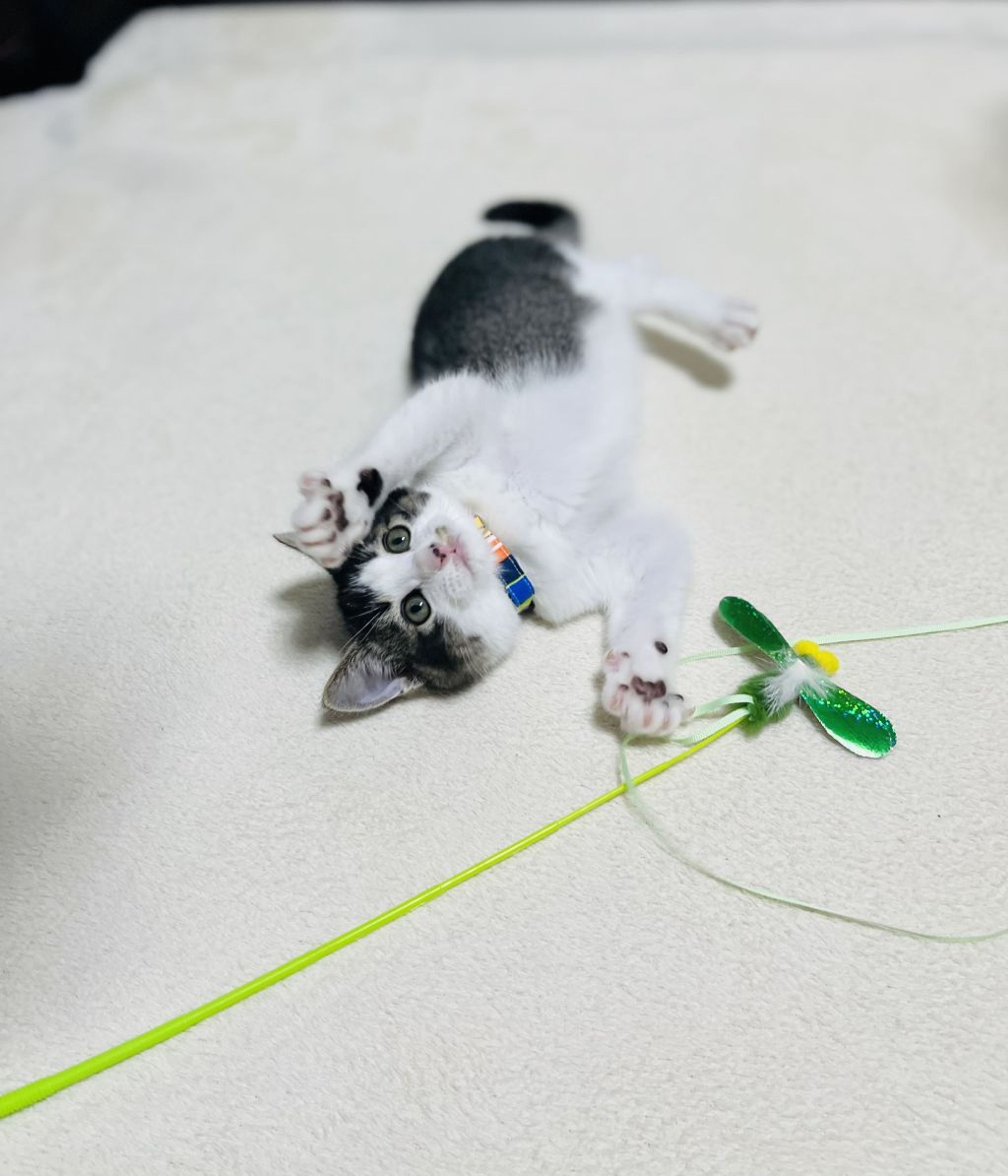 pet-image-6