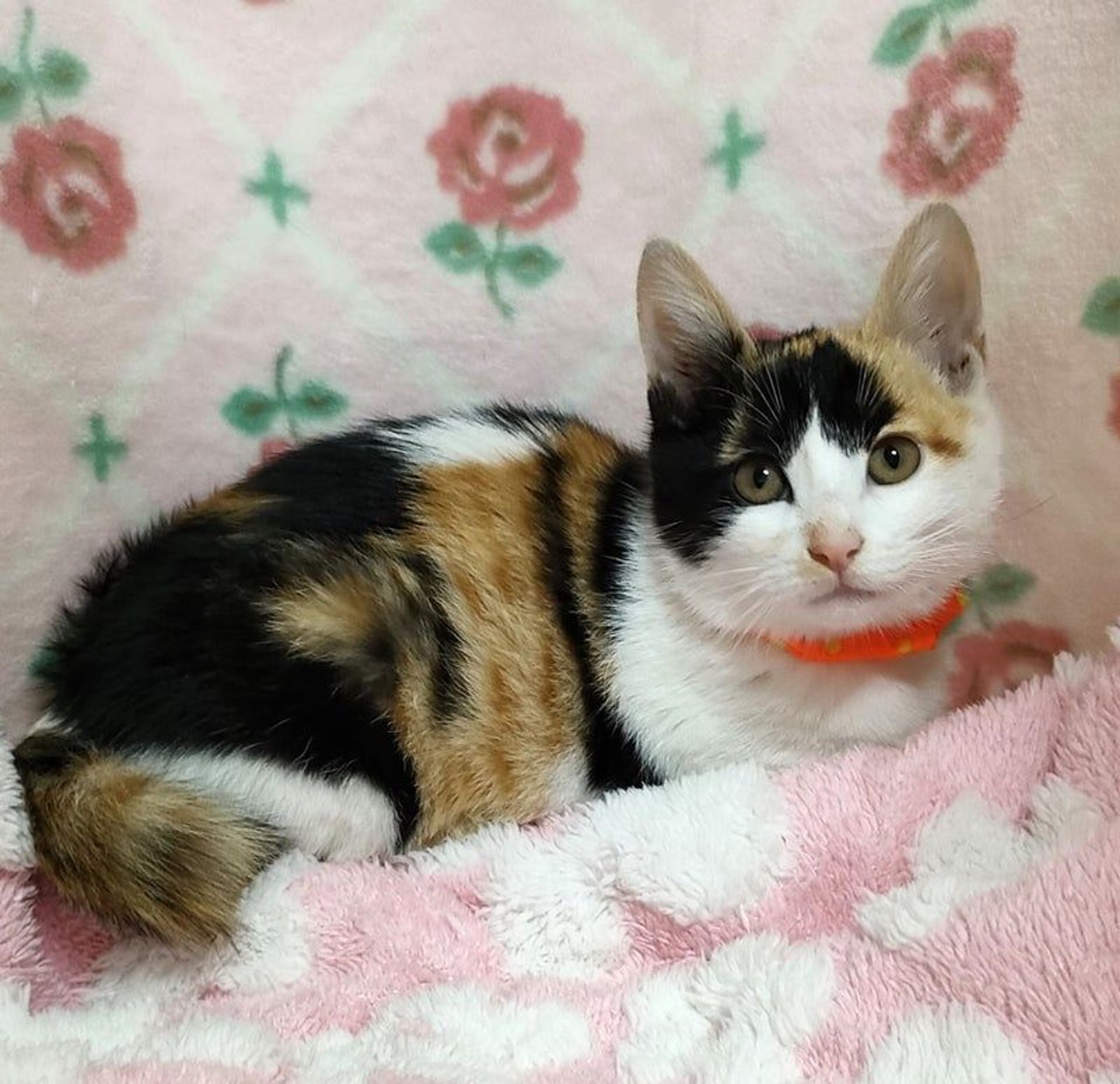 日本猫・メスの里親募集の写真