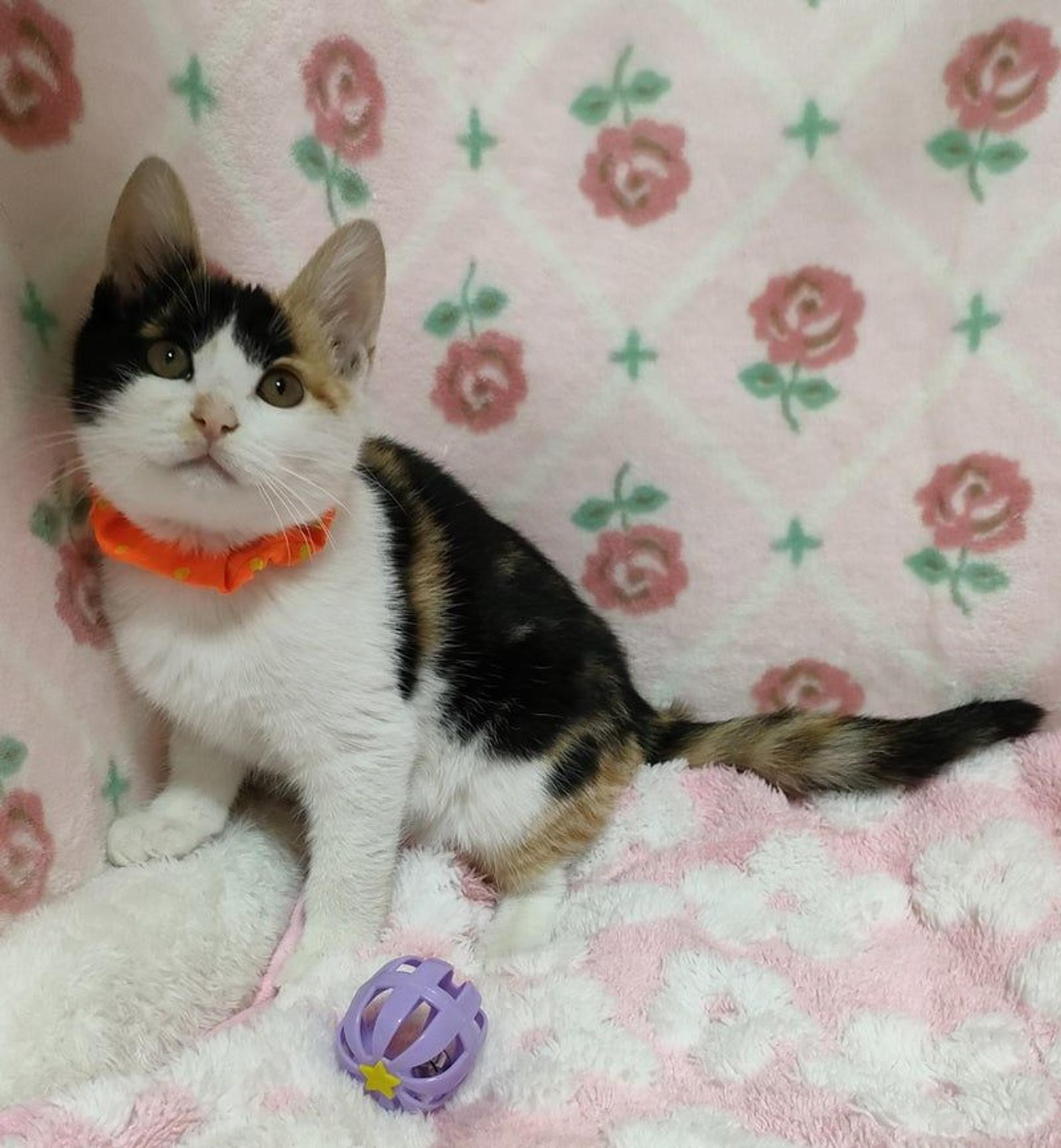 pet-image-2