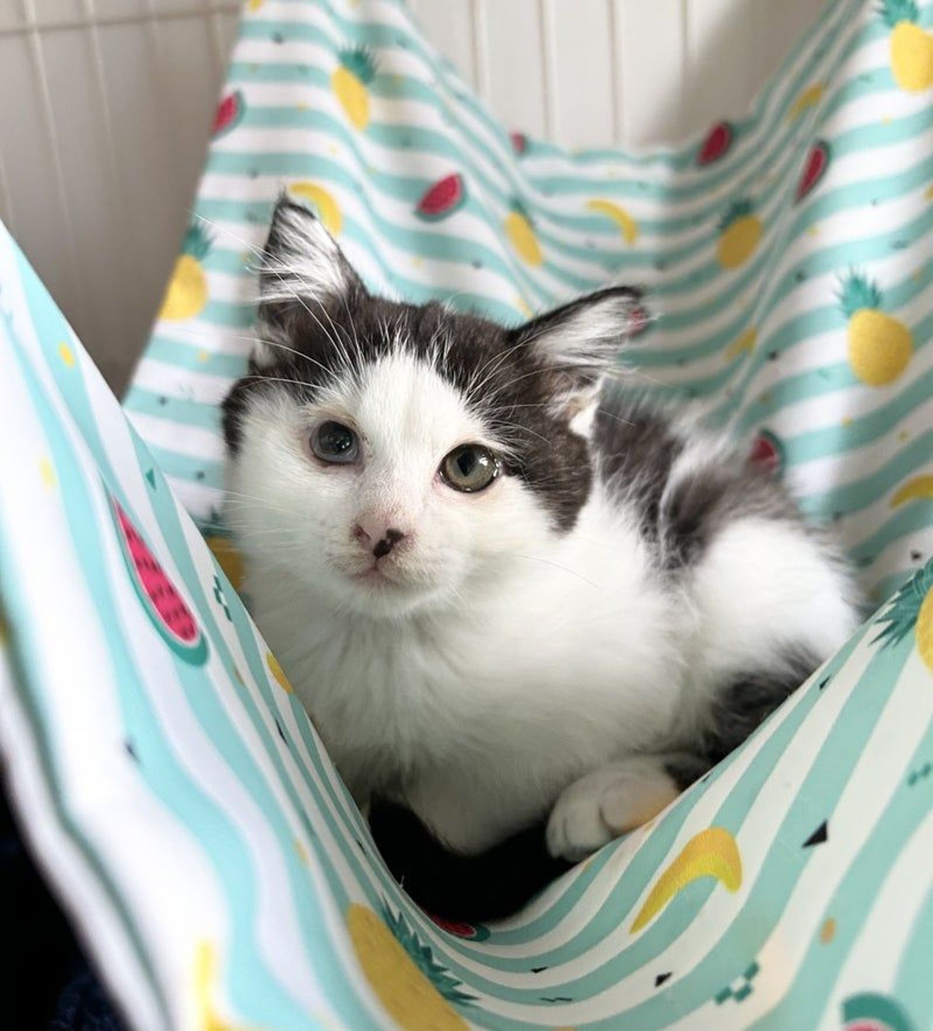 雑種（ミックス猫）・メスの里親募集の写真