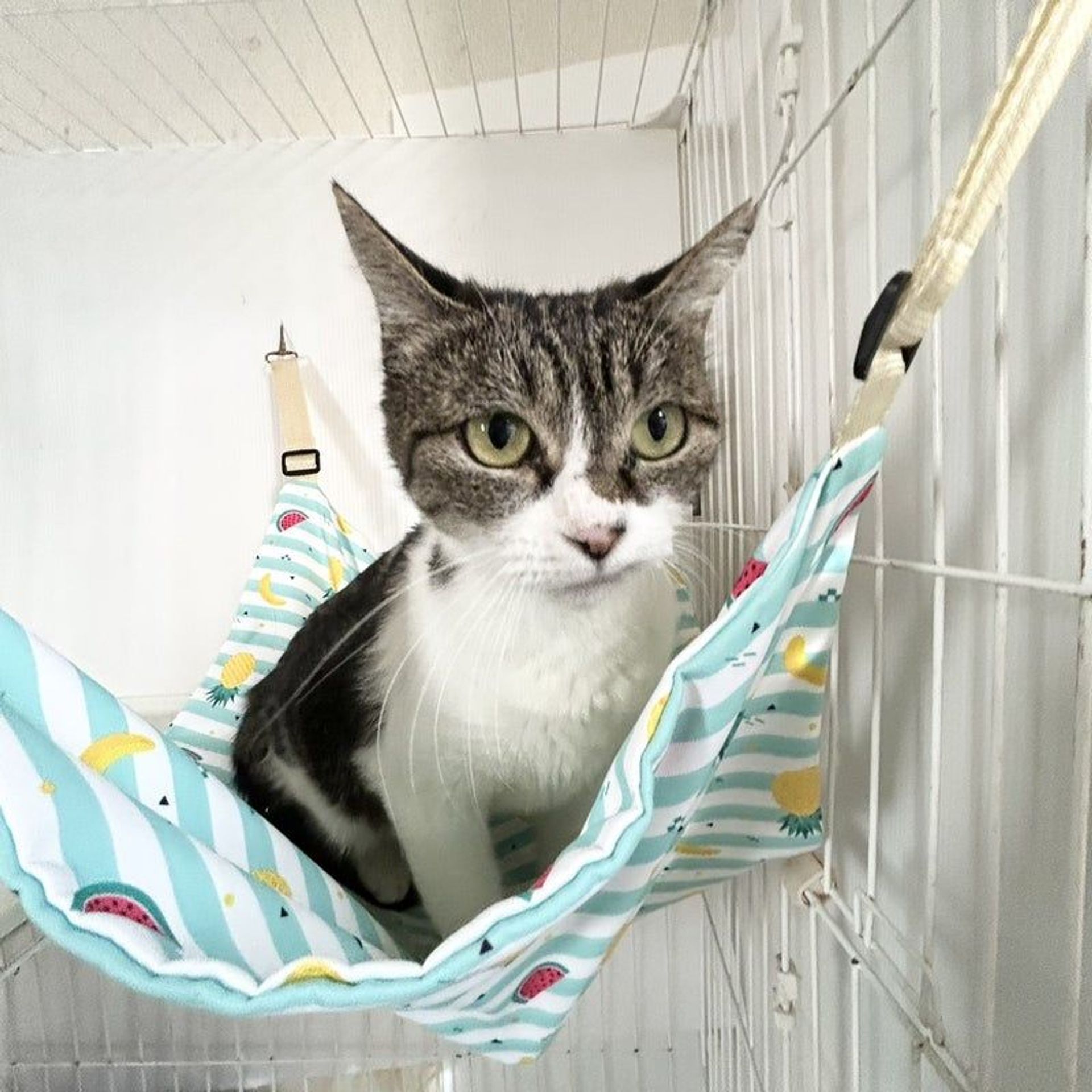 雑種（ミックス猫）・メスの里親募集の写真