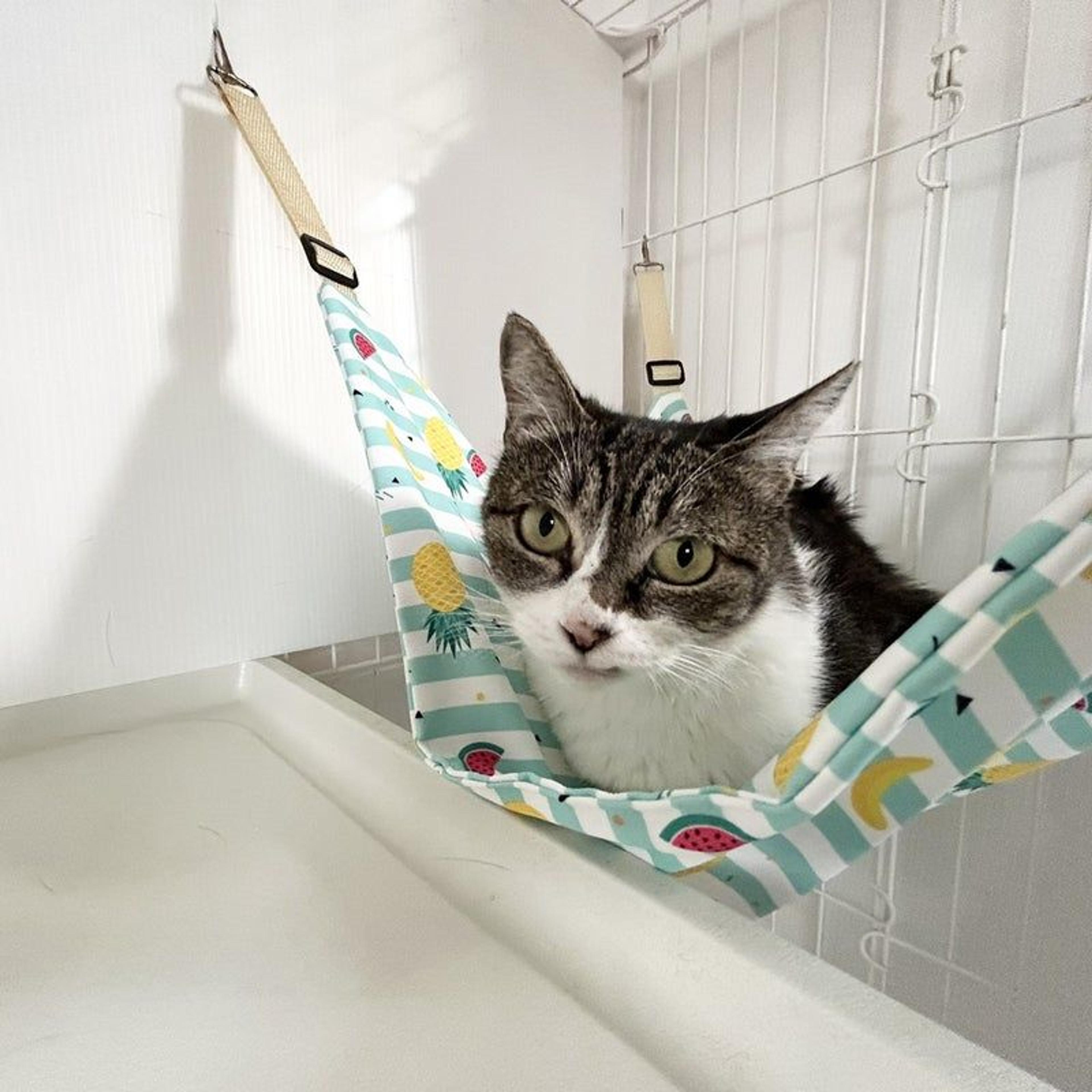 pet-image-2