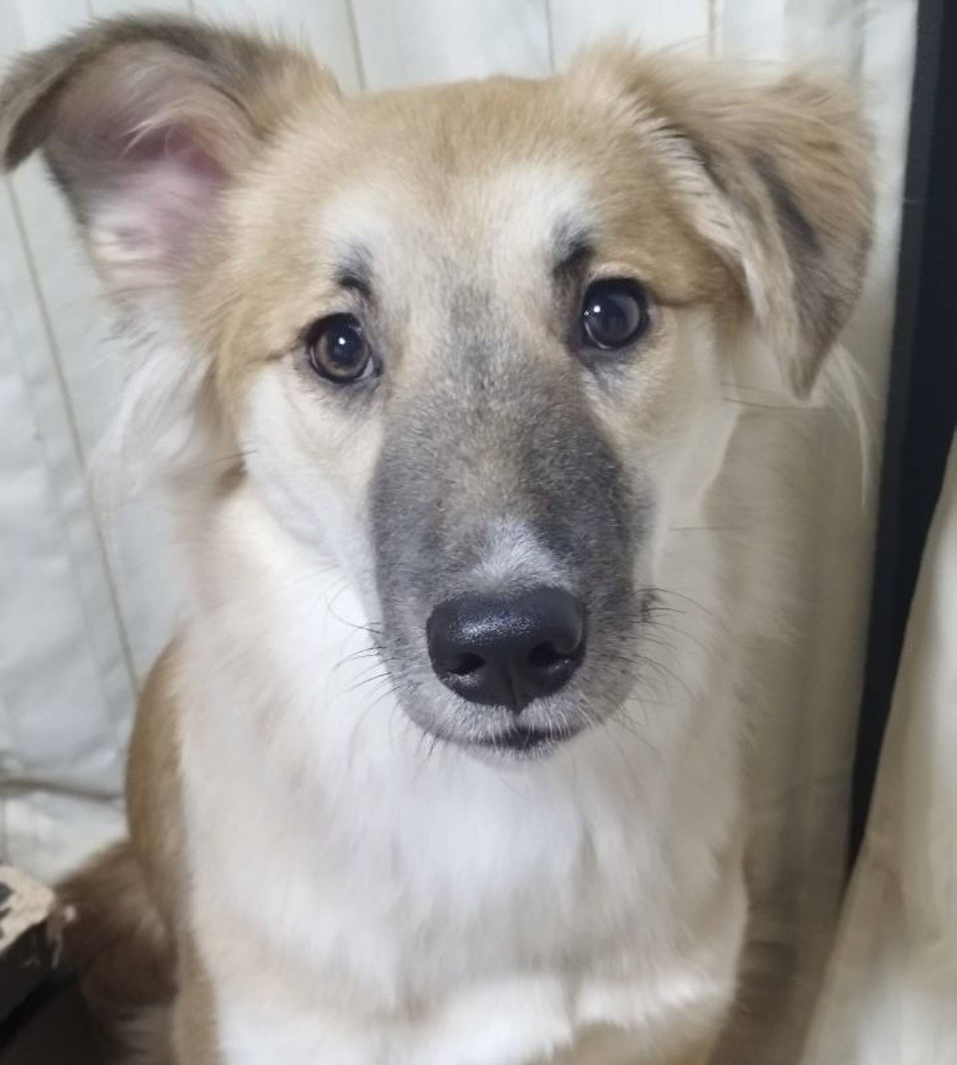 雑種（ミックス犬）・メスの里親募集の写真