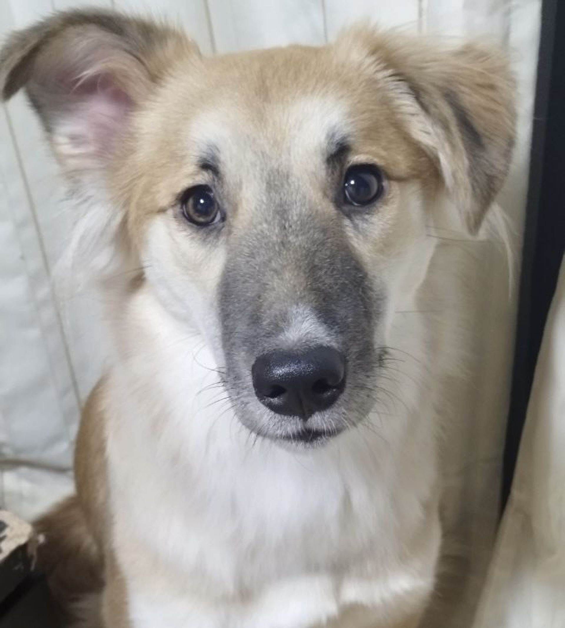 雑種（ミックス犬）・メスの里親募集の写真