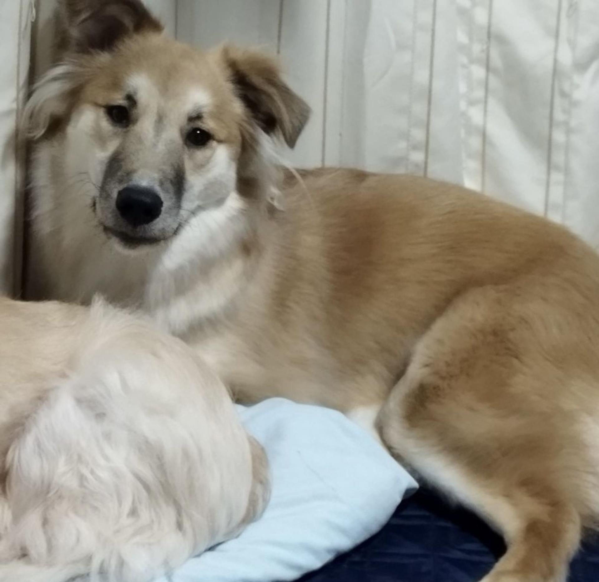 pet-image-4