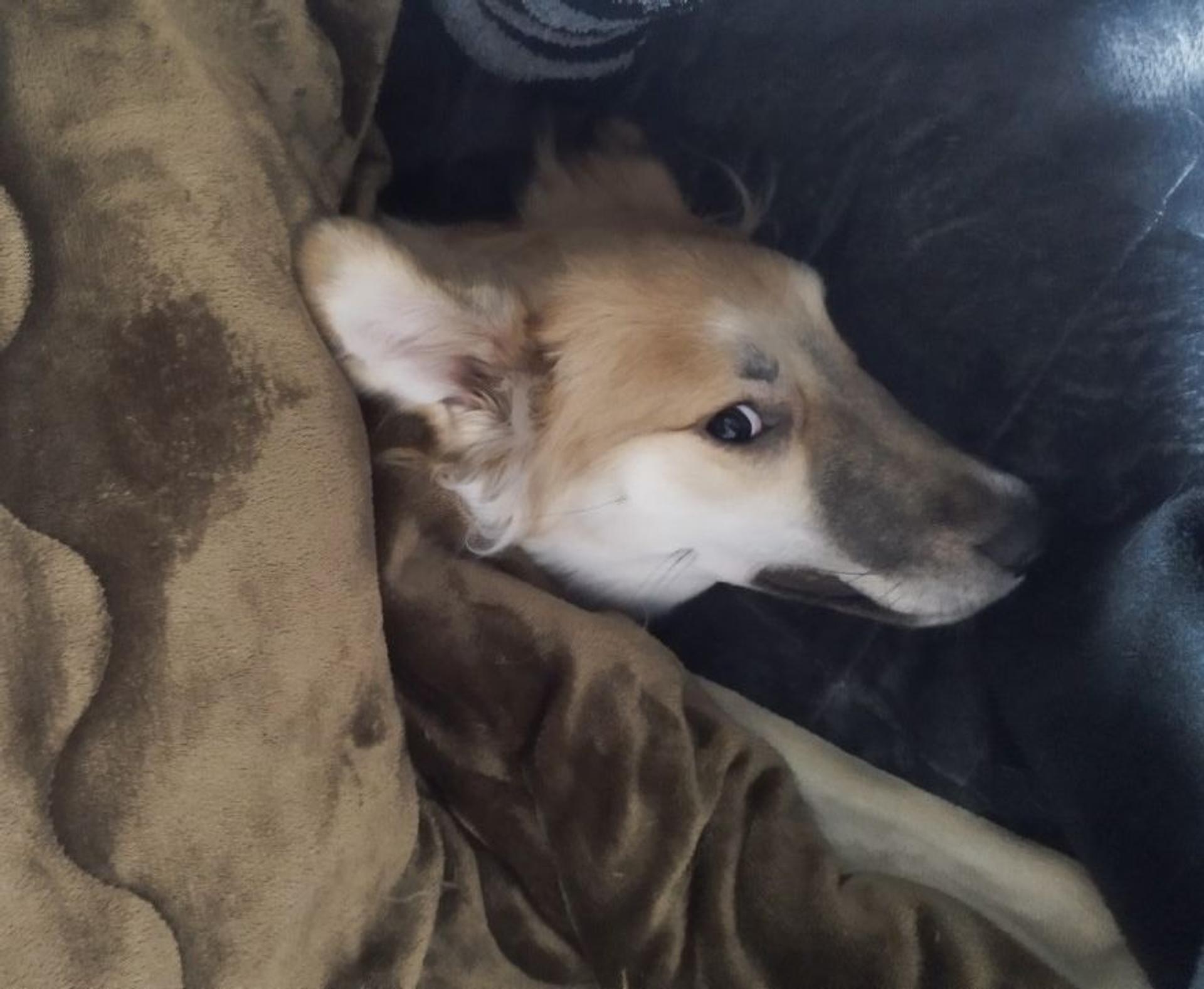 pet-image-5