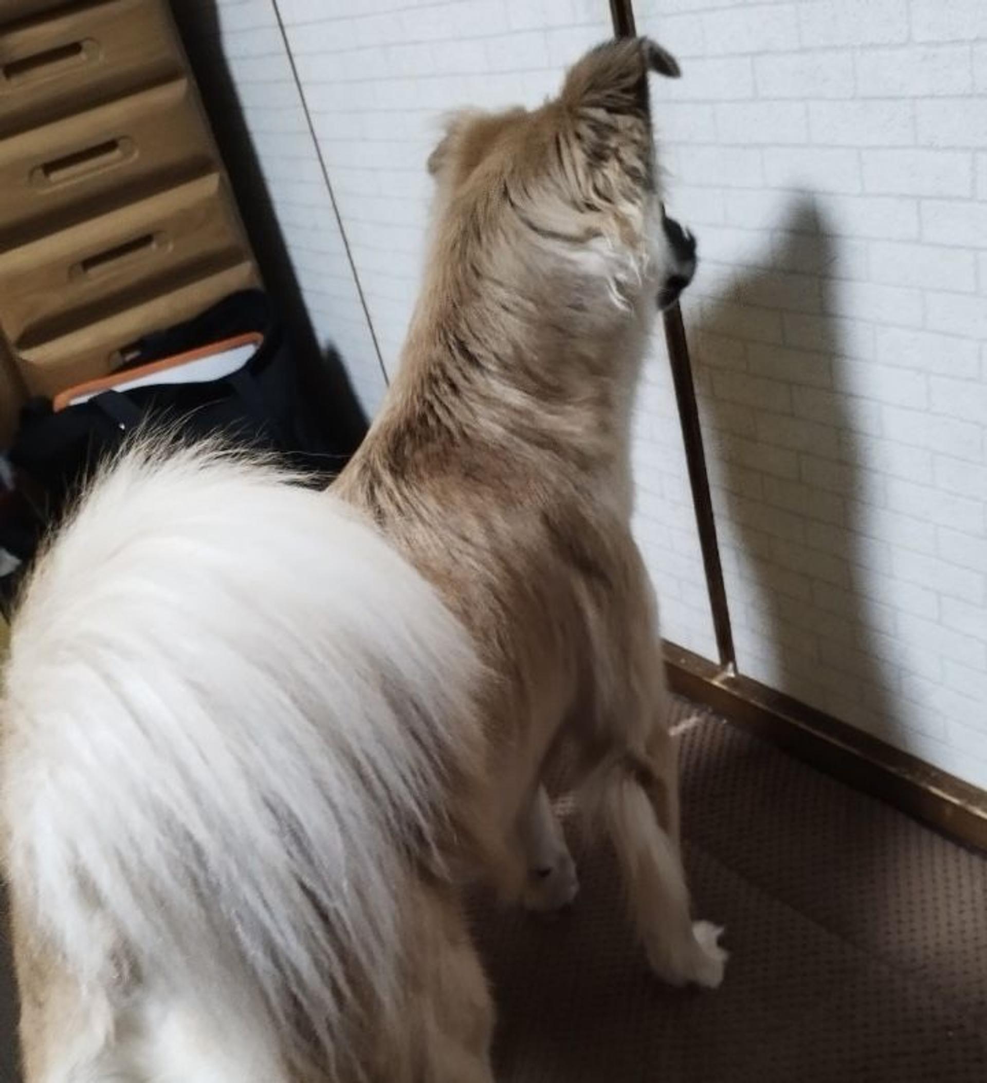 pet-image-6