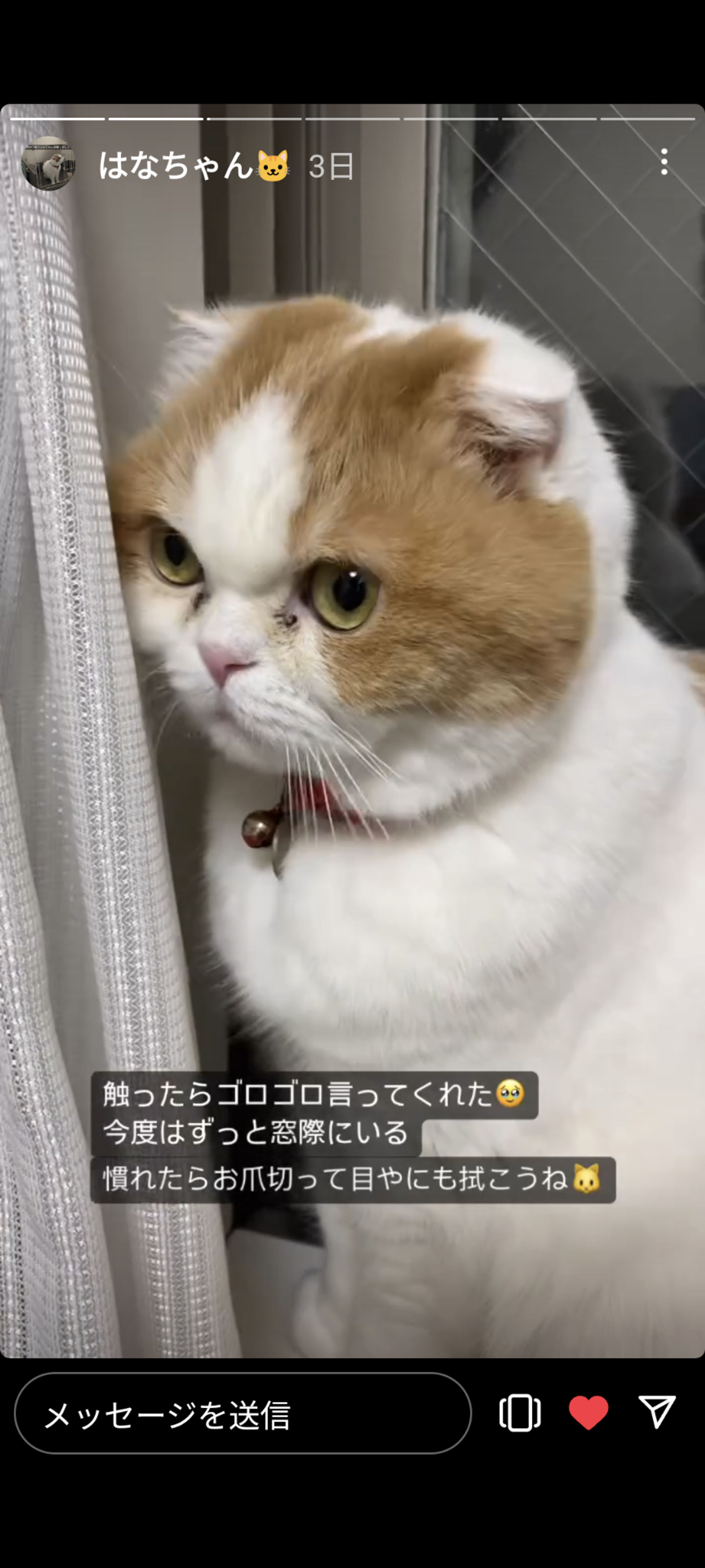 スコティッシュフォールド・メスの里親募集の写真