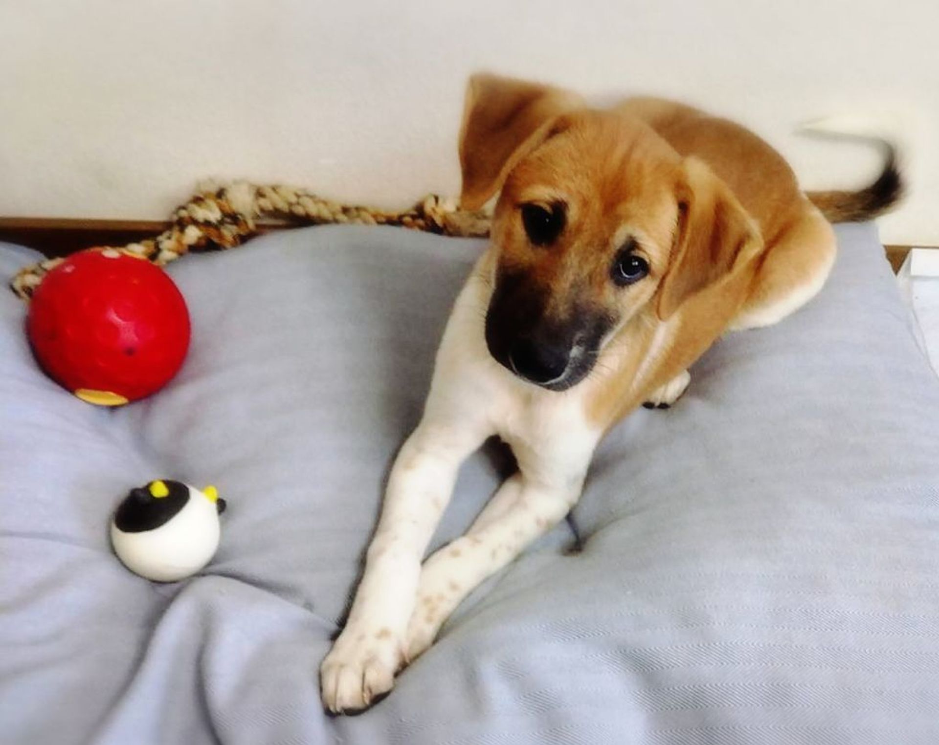 雑種（ミックス犬）・オスの里親募集の写真