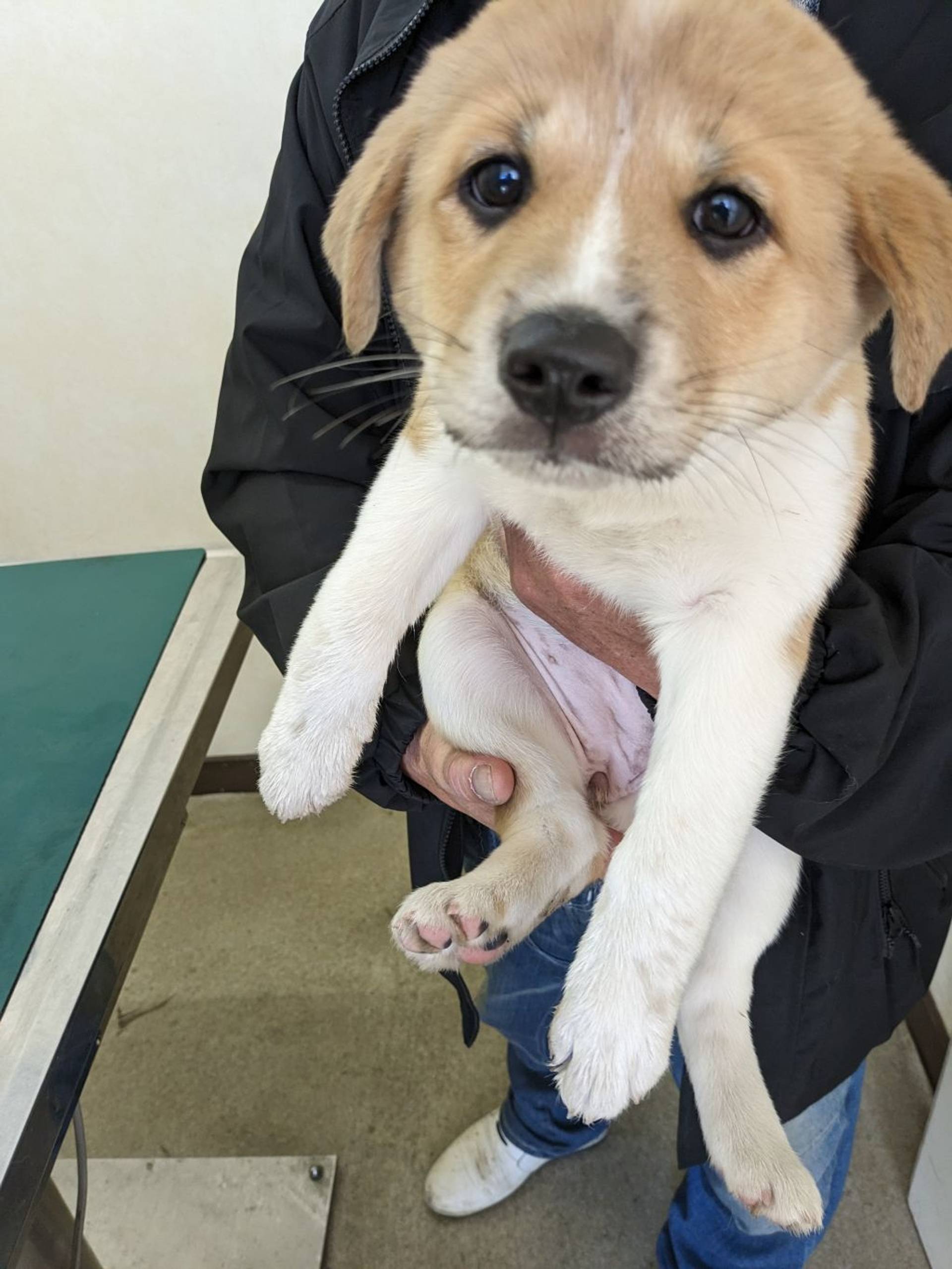 雑種（ミックス犬）・メスの里親募集の写真