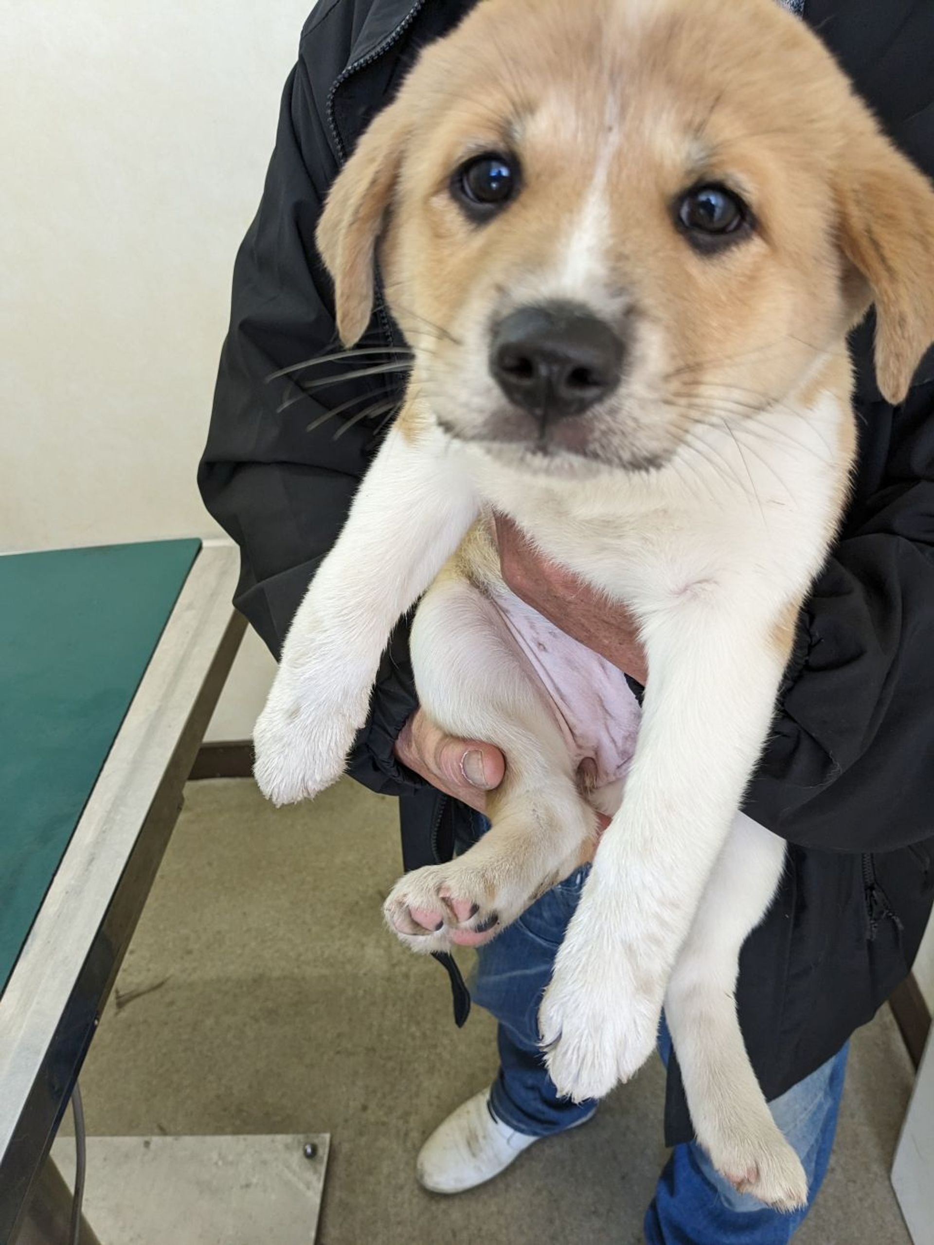 雑種（ミックス犬）・メスの里親募集の写真
