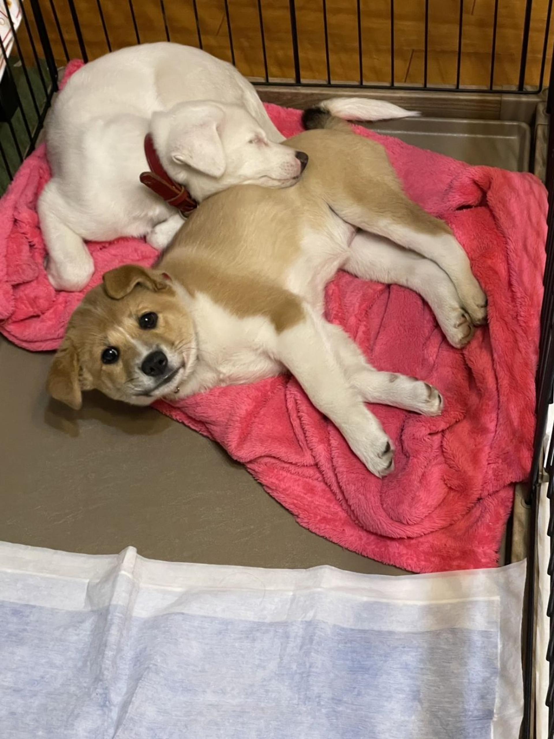 pet-image-2