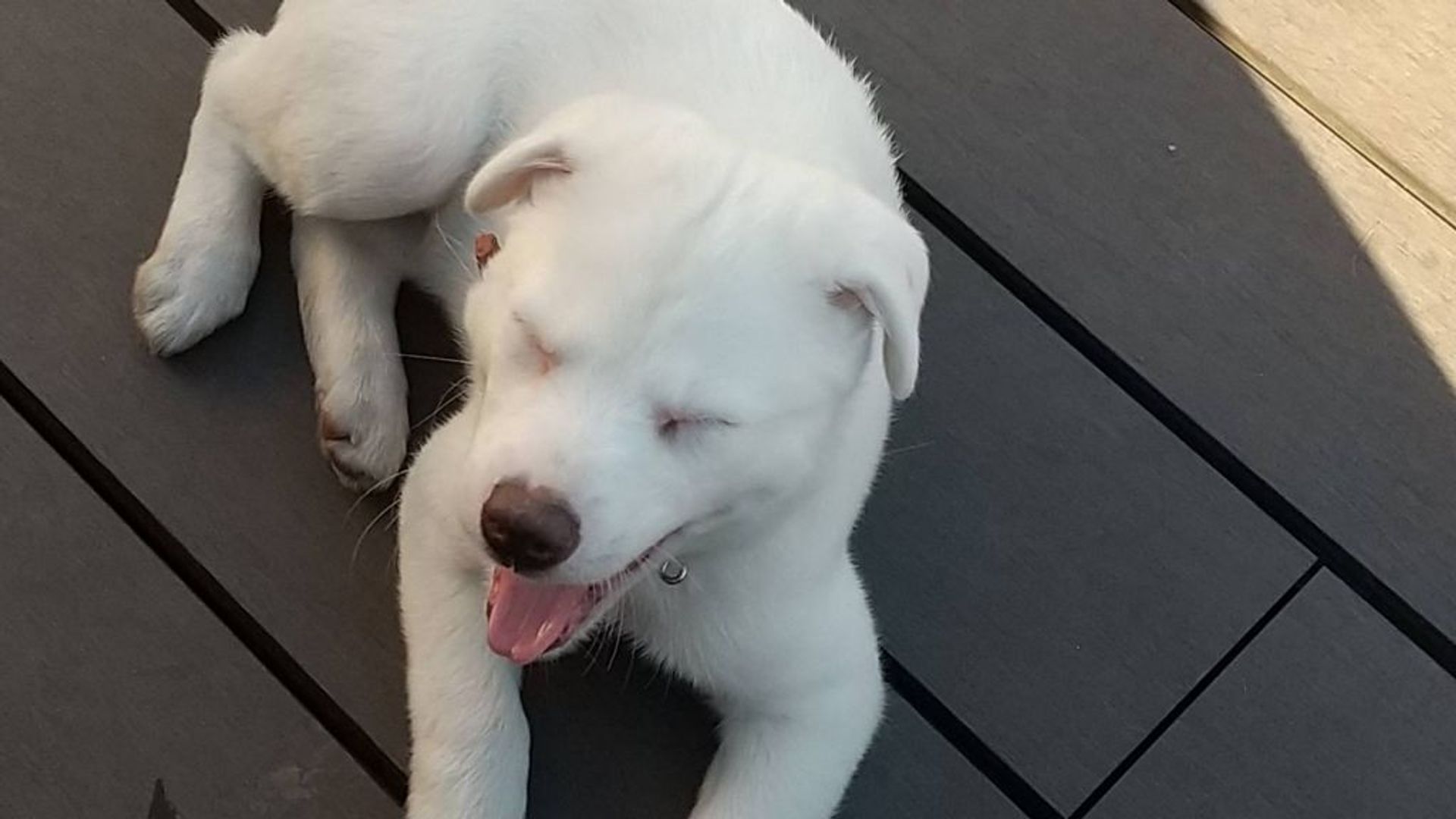 雑種（ミックス犬）・メスの里親募集の写真