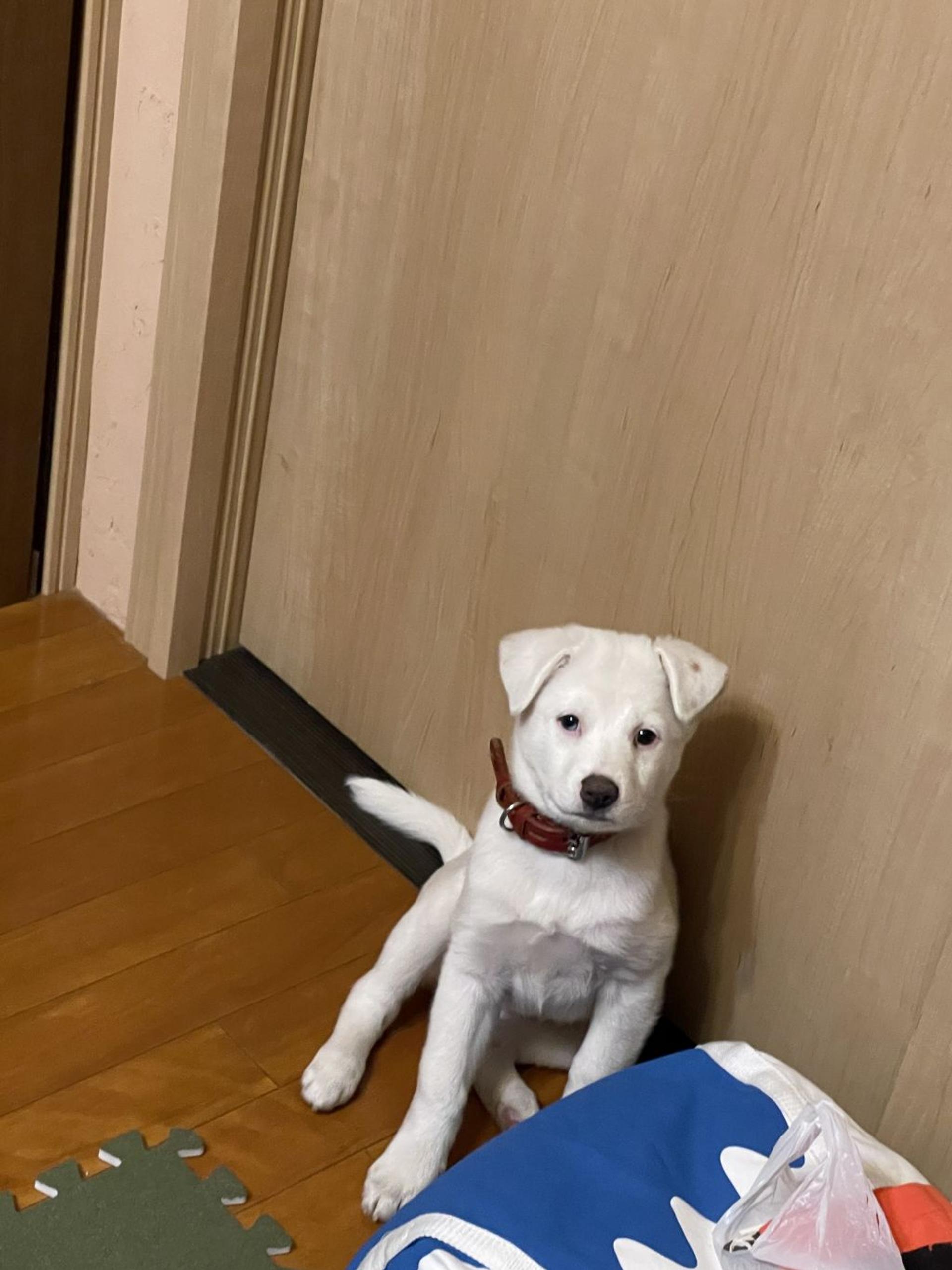 pet-image-2