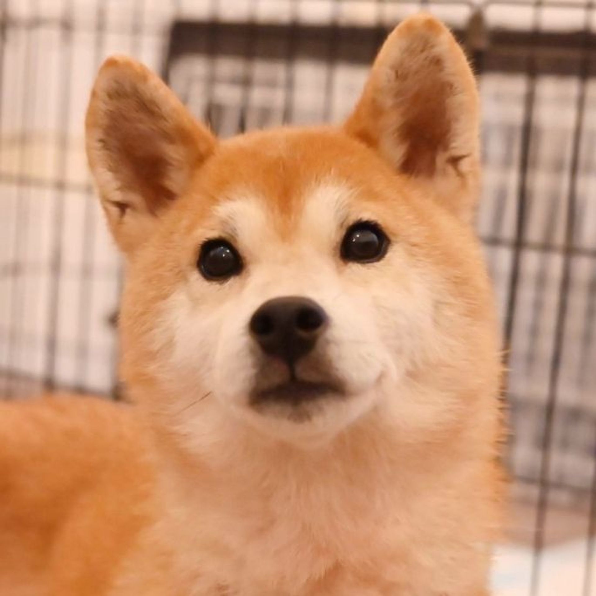 柴犬・メスの里親募集の写真