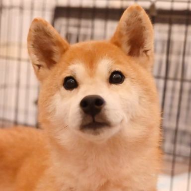 ダリアちゃんの写真