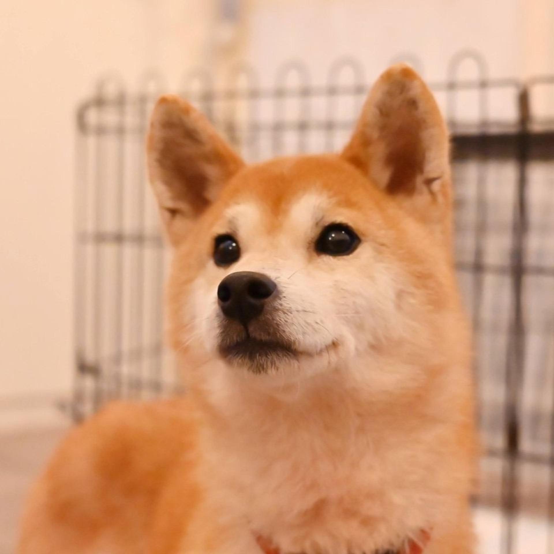 pet-image-4