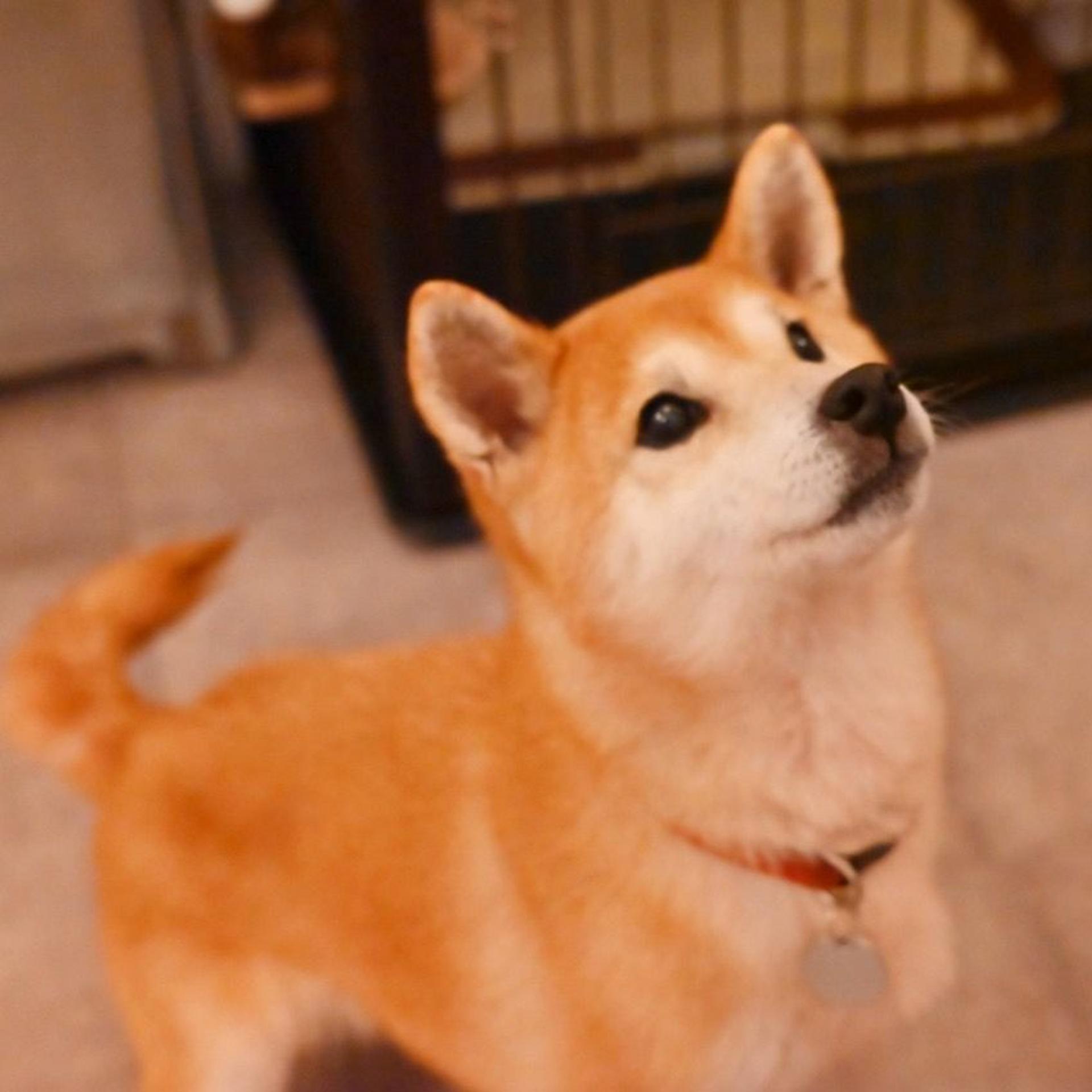 pet-image-5