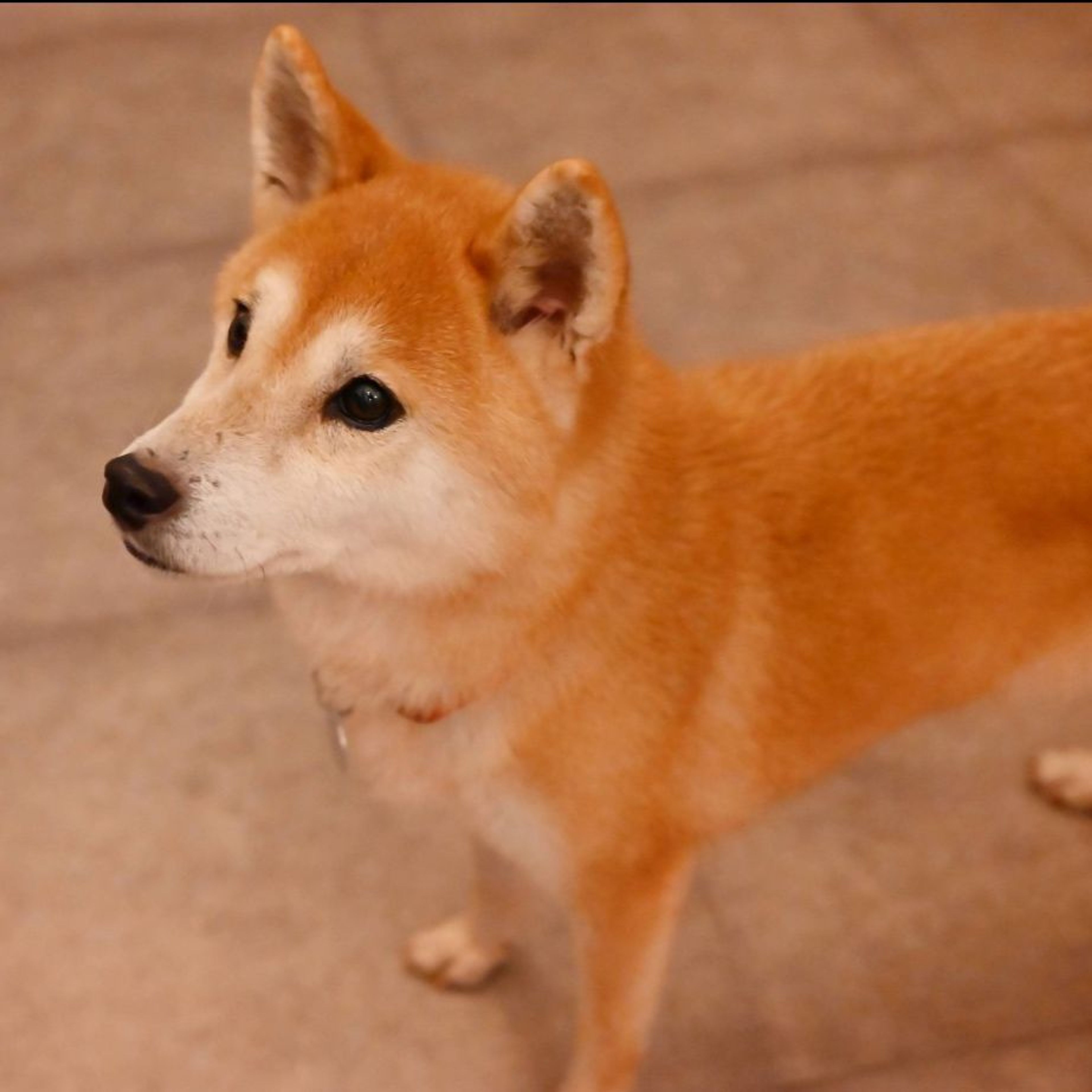 pet-image-7