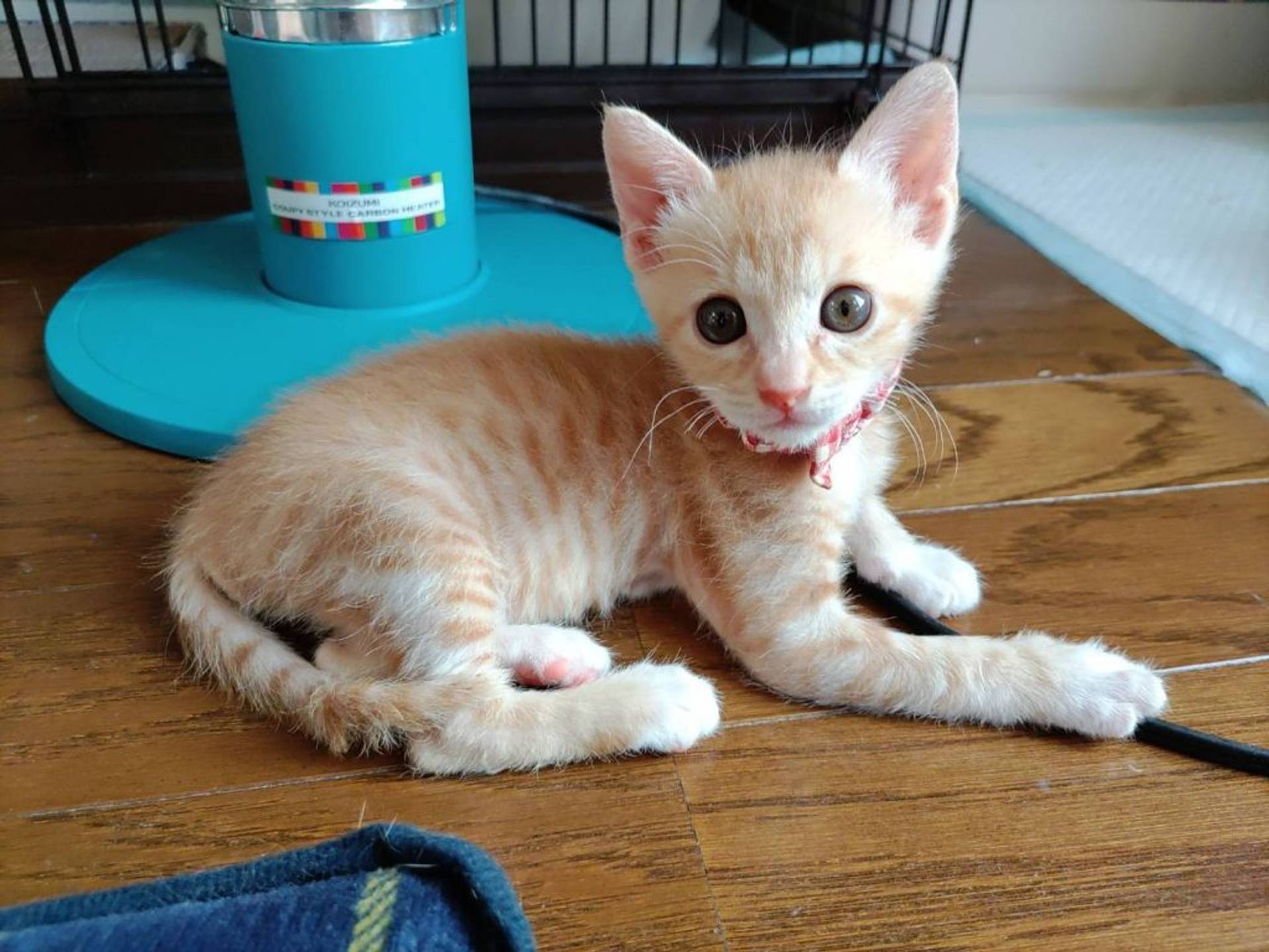 雑種（ミックス猫）・メスの里親募集の写真