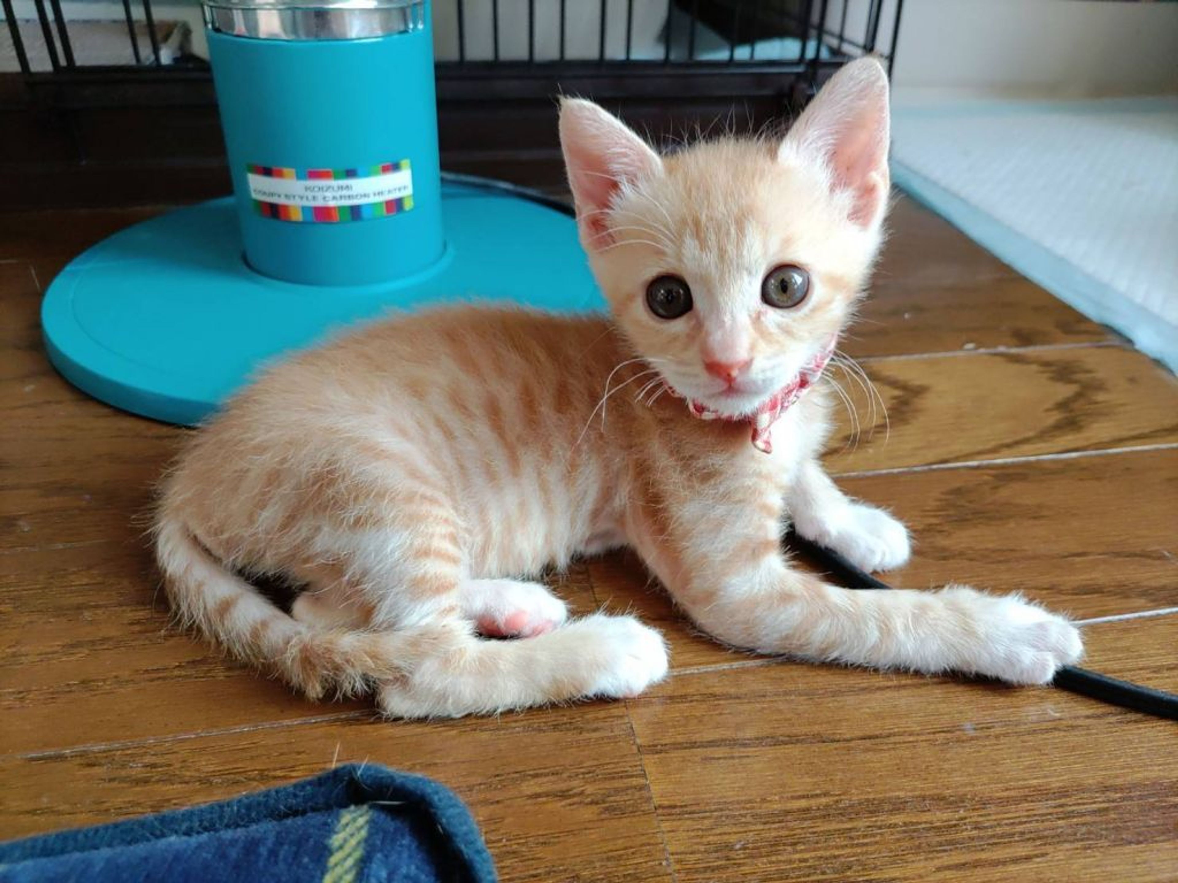 雑種（ミックス猫）・メスの里親募集の写真