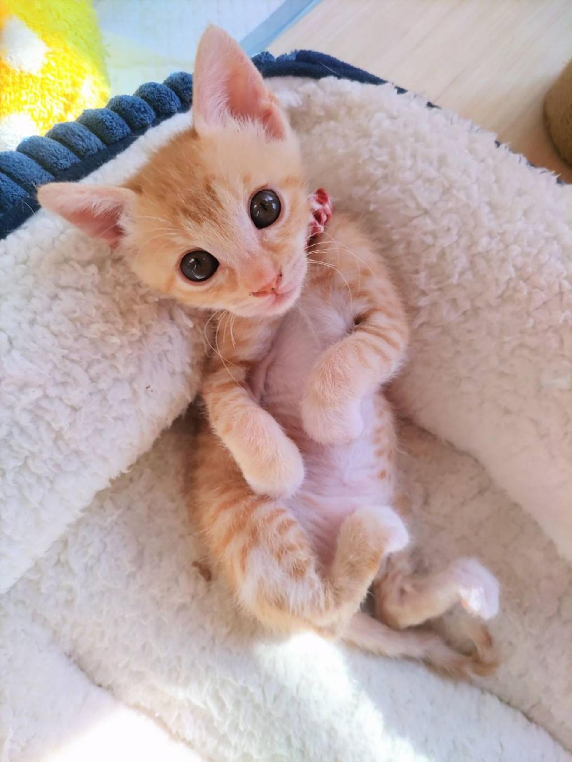 pet-image-2