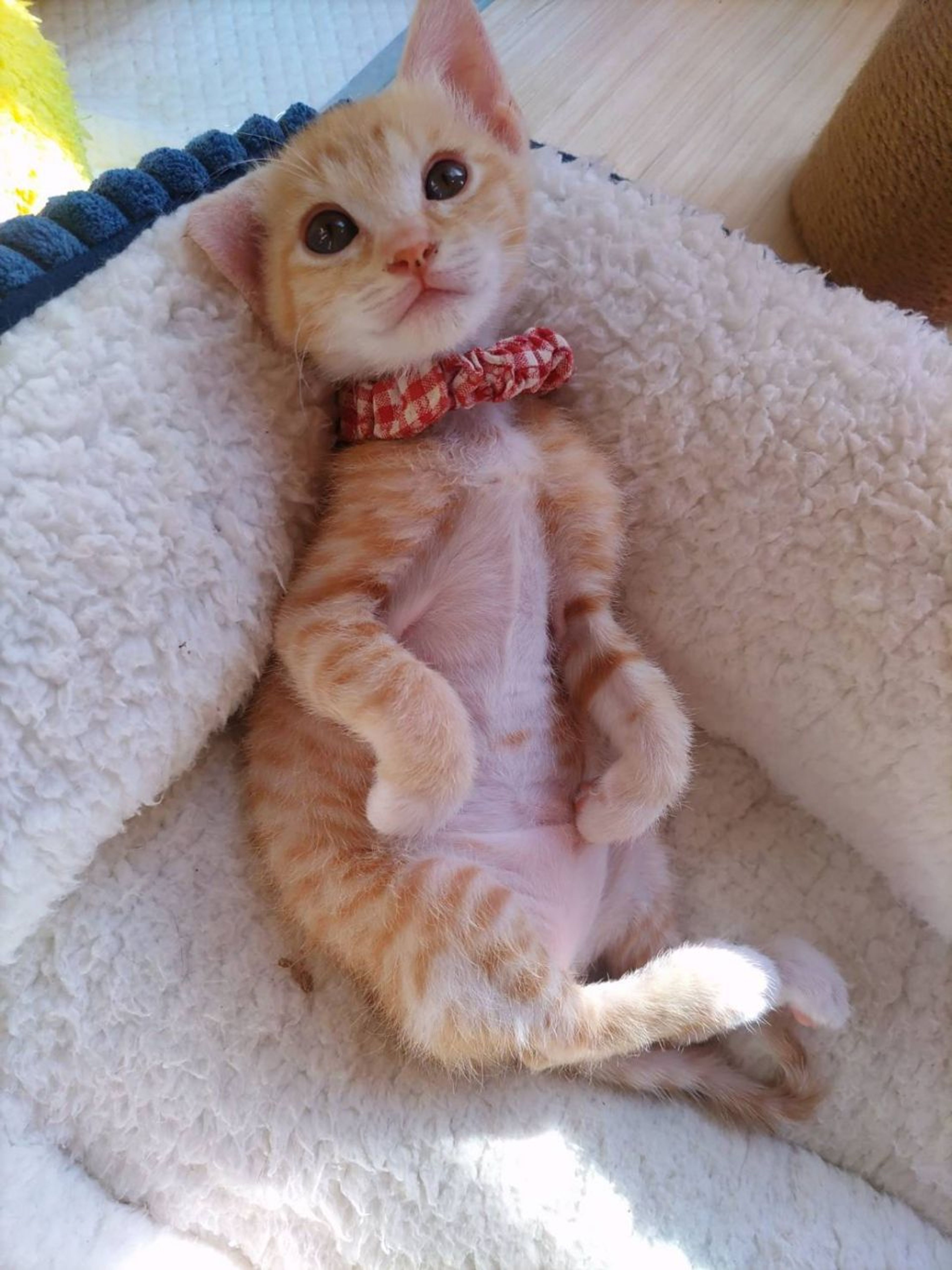 pet-image-4