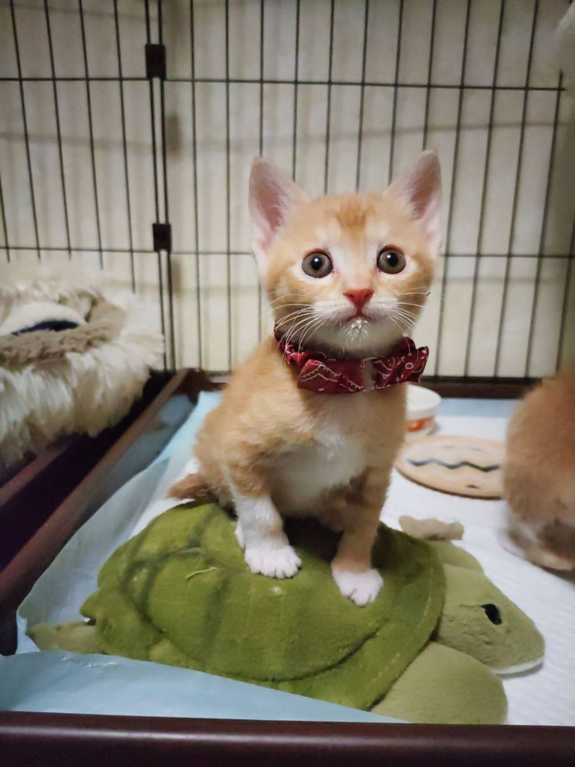 雑種（ミックス猫）・メスの里親募集の写真