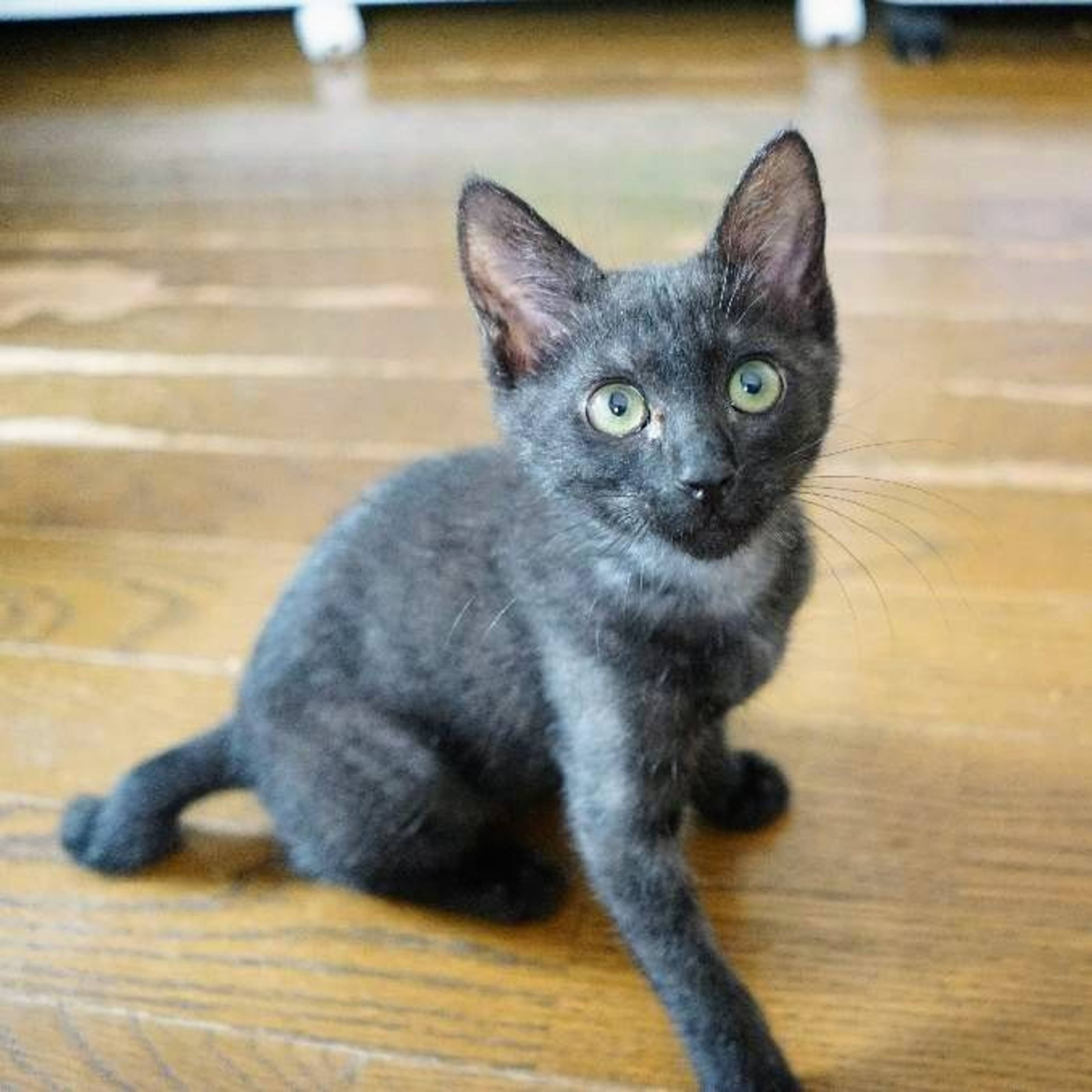 雑種（ミックス猫）・メスの里親募集の写真