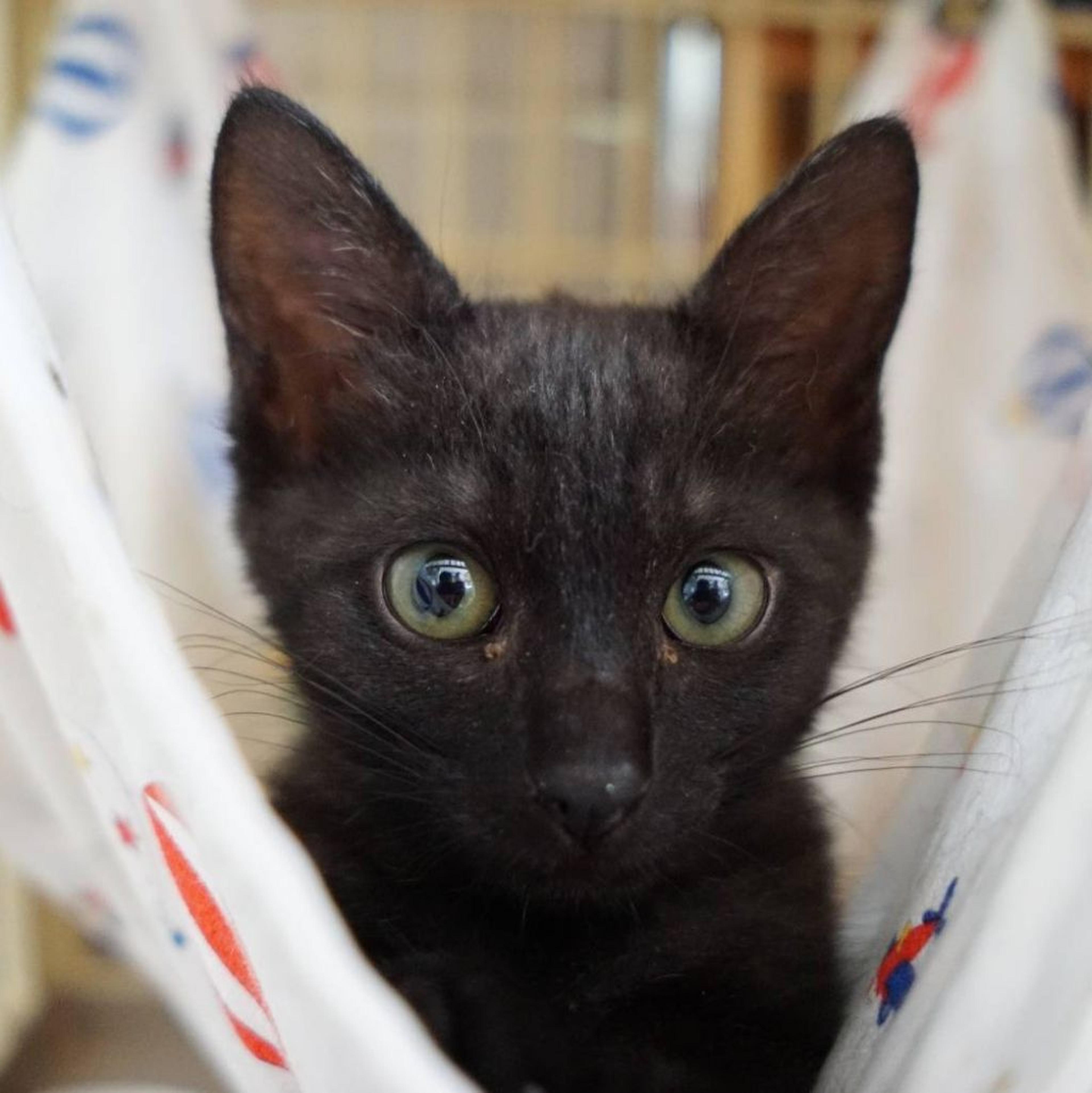 pet-image-3