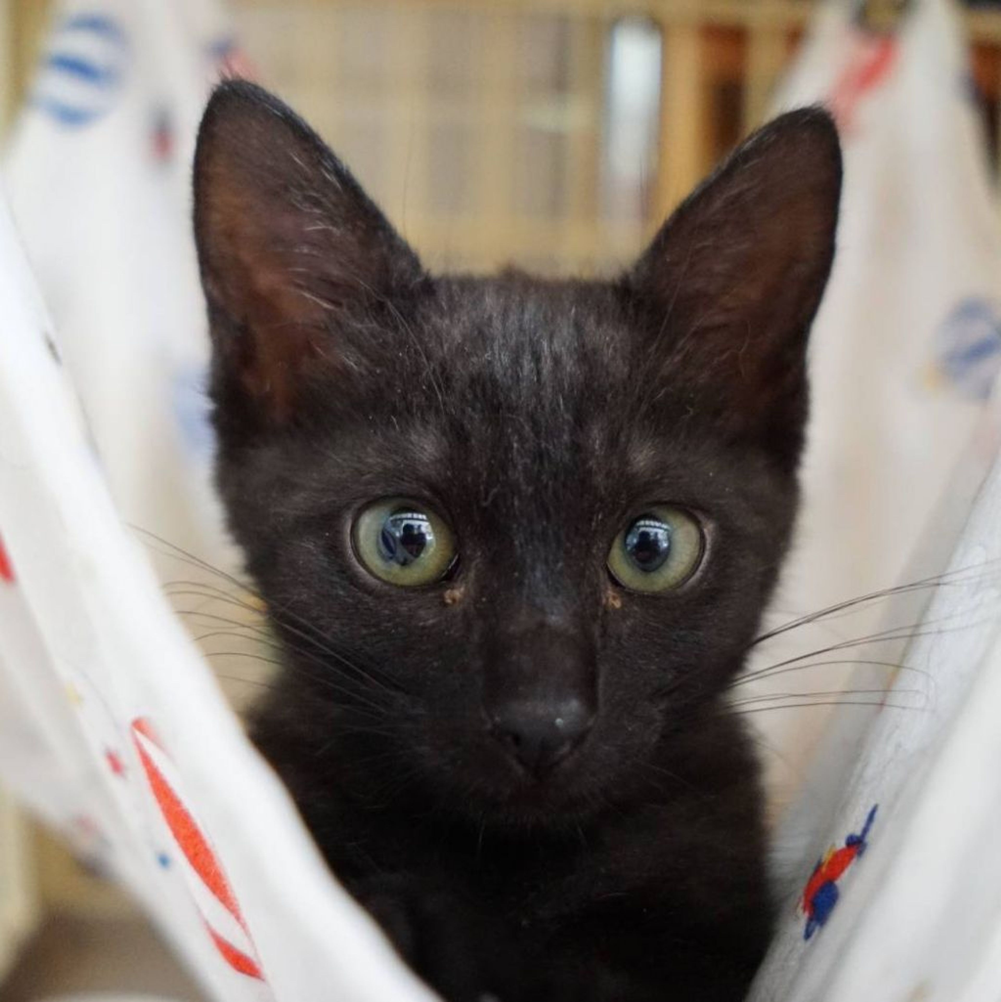 pet-image-3