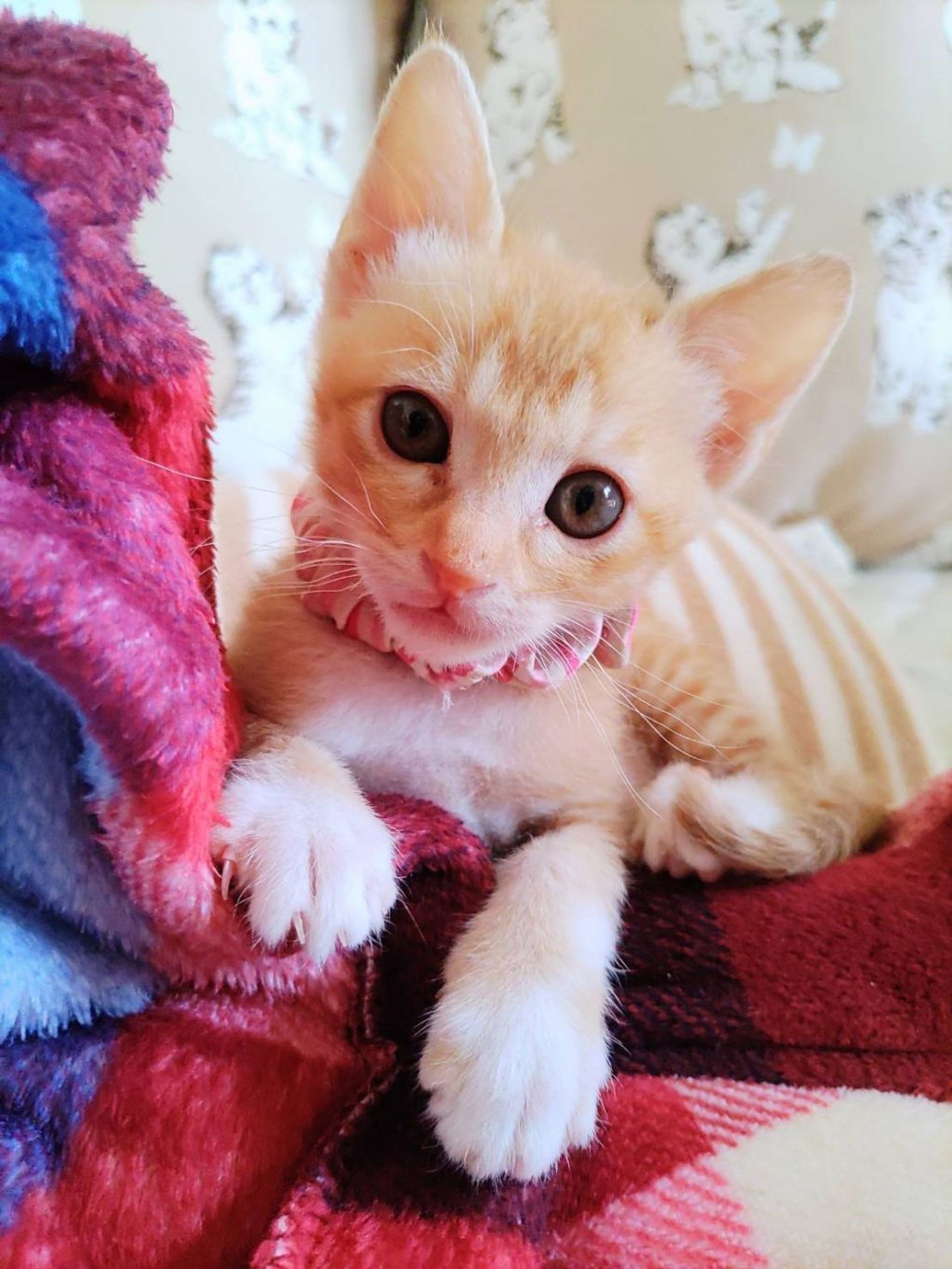 雑種（ミックス猫）・メスの里親募集の写真